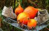 vegetables, pumkin, pumpkins, holiday, smile, candle, Halloween pumpkin