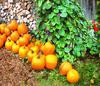 pumpkin, holiday, head, smile, vegetables, fun, - halloween, holiday, free images, public domain images, free stock images, download images, free pictures