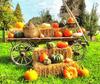 pumpkin, wheelbarrow, cart, trade, tray, stall, holiday, lots of pumpkins, garden, spooky, halloween -  stock free photos, public domain images, download free images, free stock images, public domain