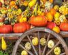 pumpkin, wheelbarrow, cart, trade, tray, stall, holiday, lots of pumpkins, garden, spooky, halloween -  stock free photos, public domain images, download free images, free stock images, public domain