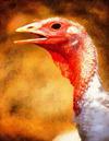 thanksgiving, turkey, live turkey, bird, holiday, Thanksgiving Day,  