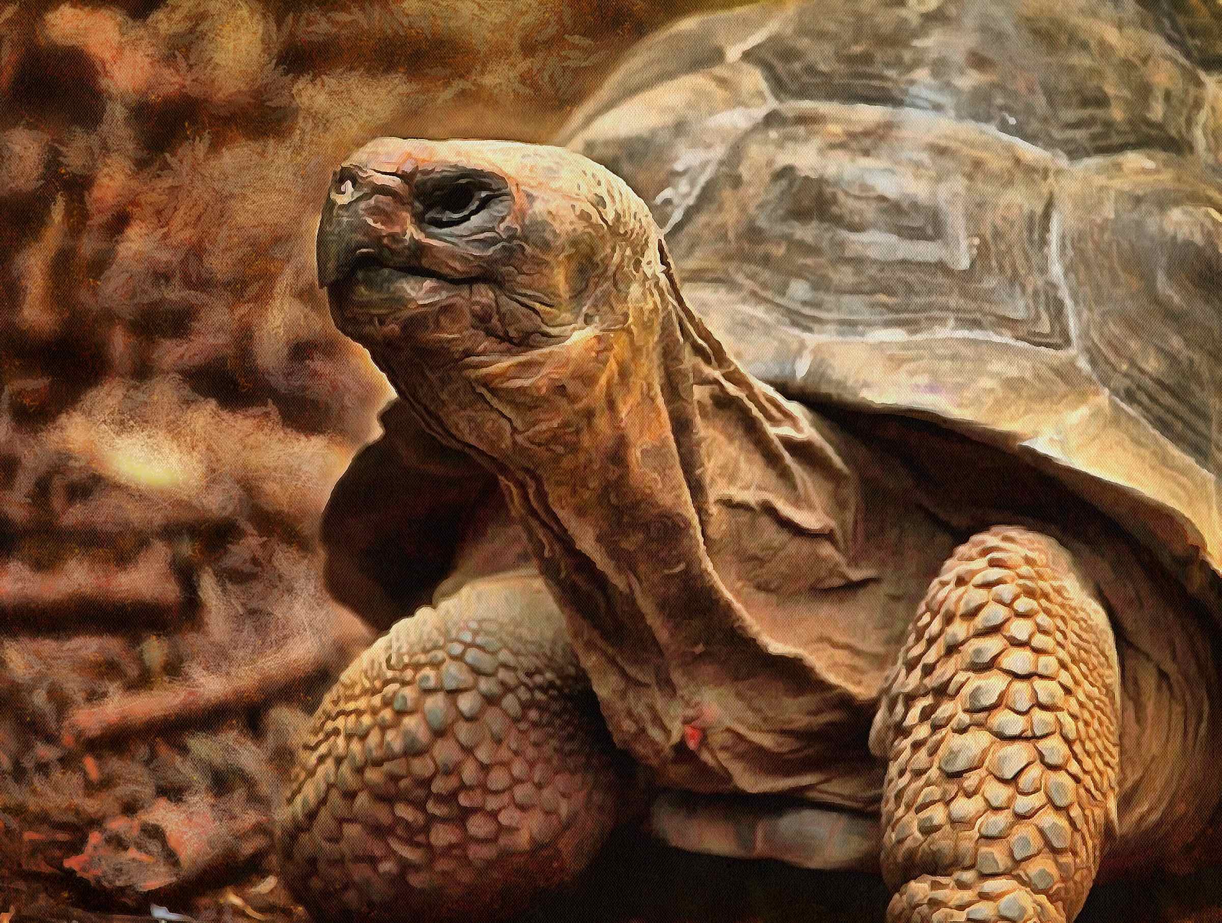 tortoise, turtle, turtle free, tortoise free, free image turtle, free image tortoise, public domain image!