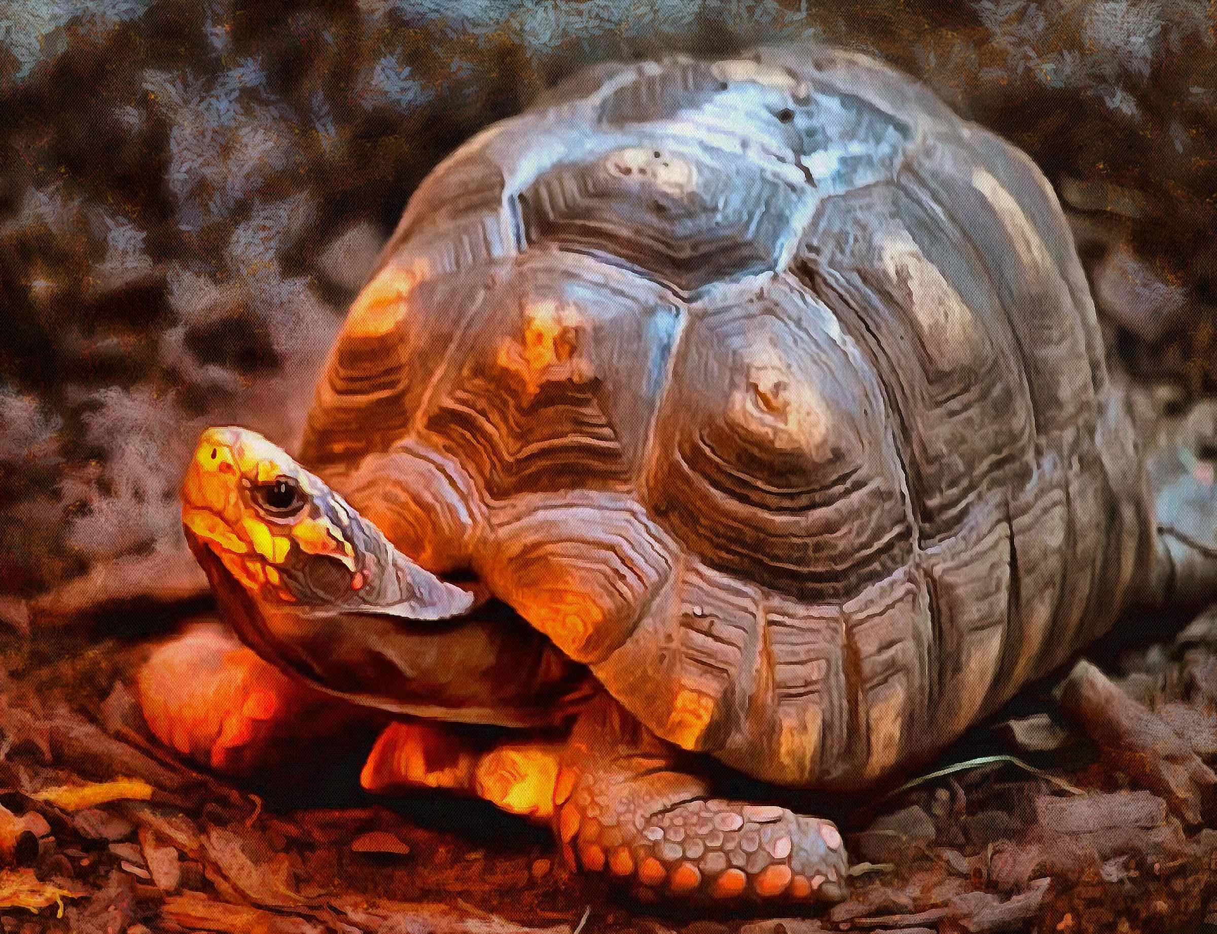 tortoise, turtle, turtle free, tortoise free, free image turtle, free image tortoise, public domain image!