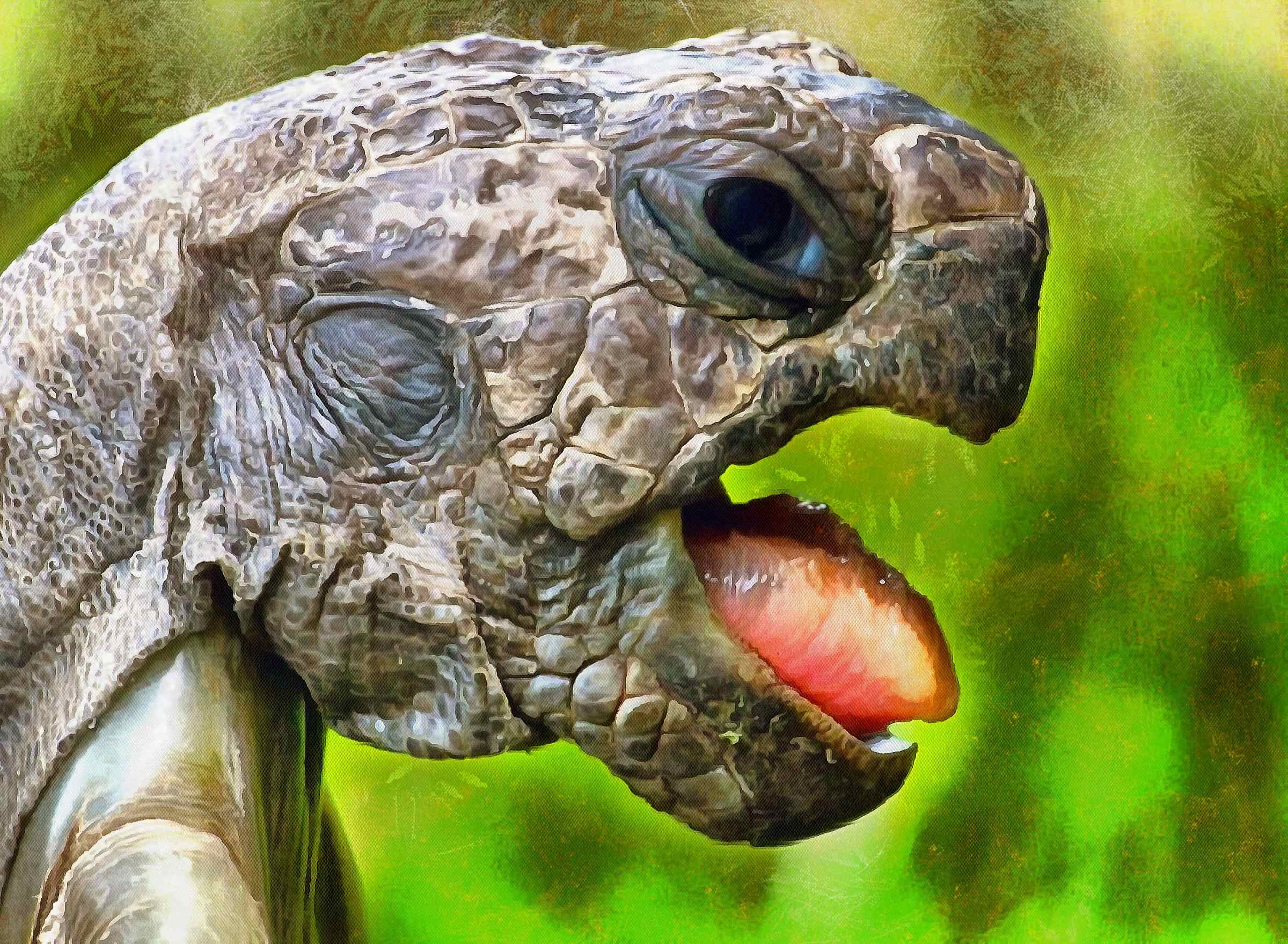 tortoise, turtle, turtle free, tortoise free, free image turtle, free image tortoise, public domain image!