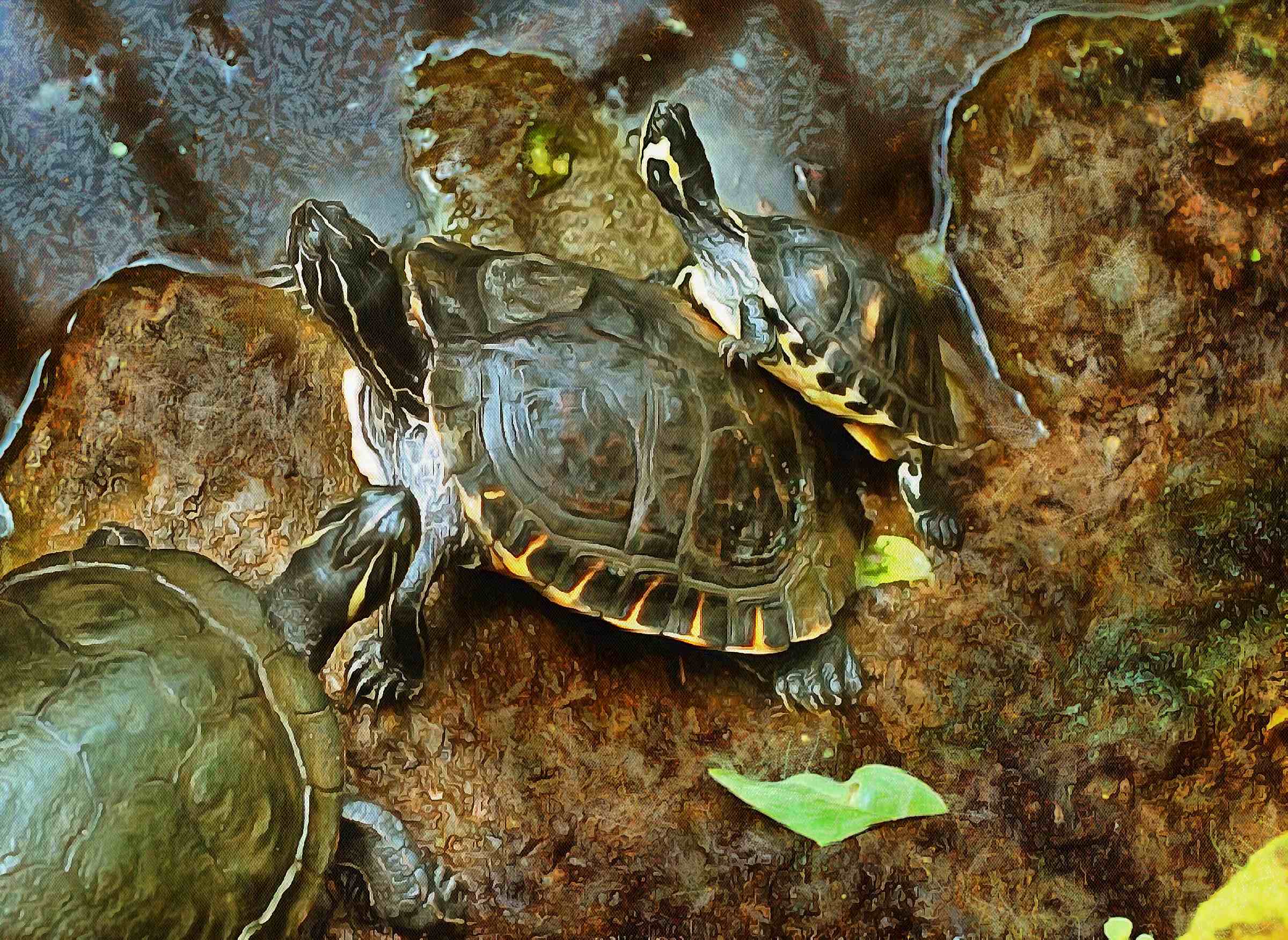 tortoise, turtle, turtle free, tortoise free, free image turtle, free image tortoise, public domain image!