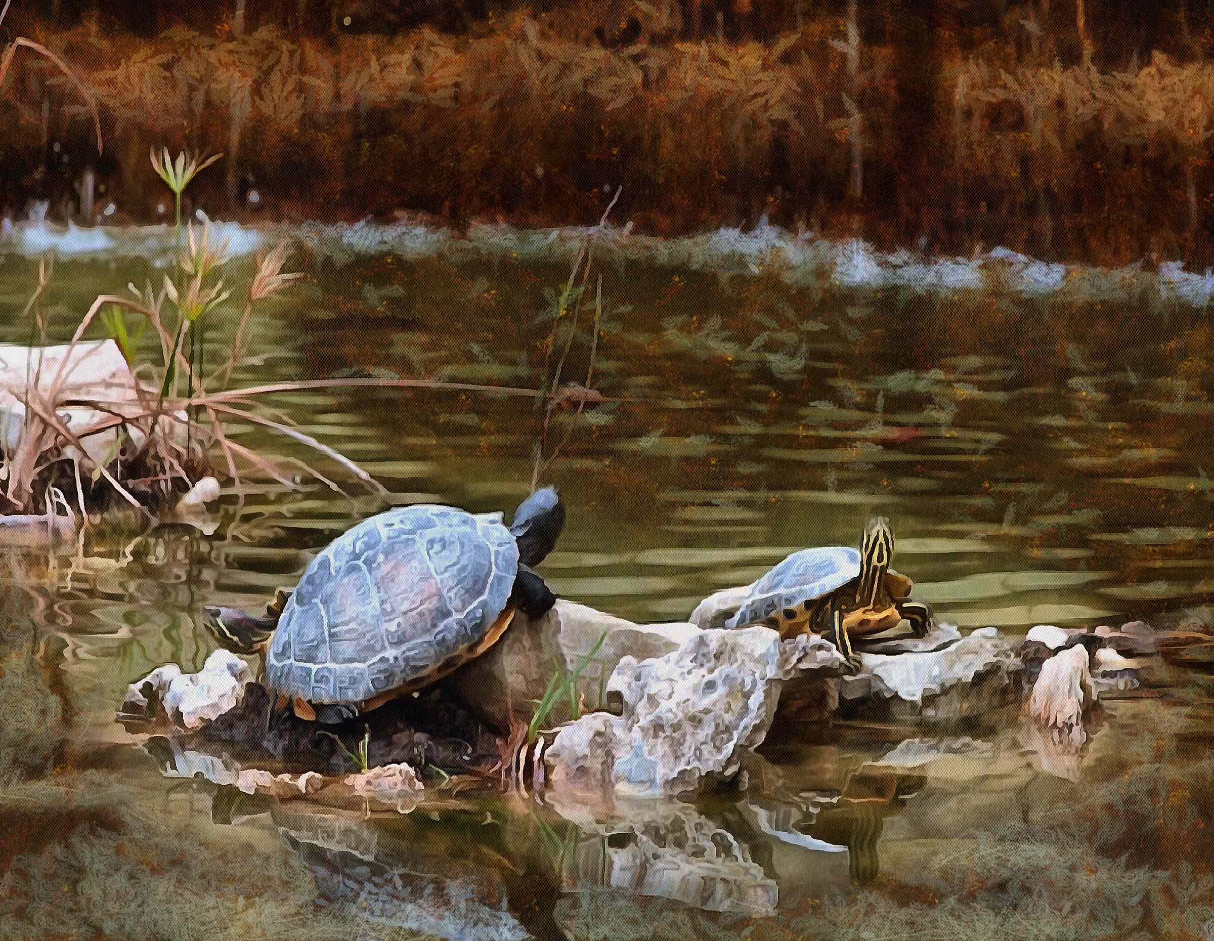 tortoise, turtle, turtle free, tortoise free, free image turtle, free image tortoise, public domain image!