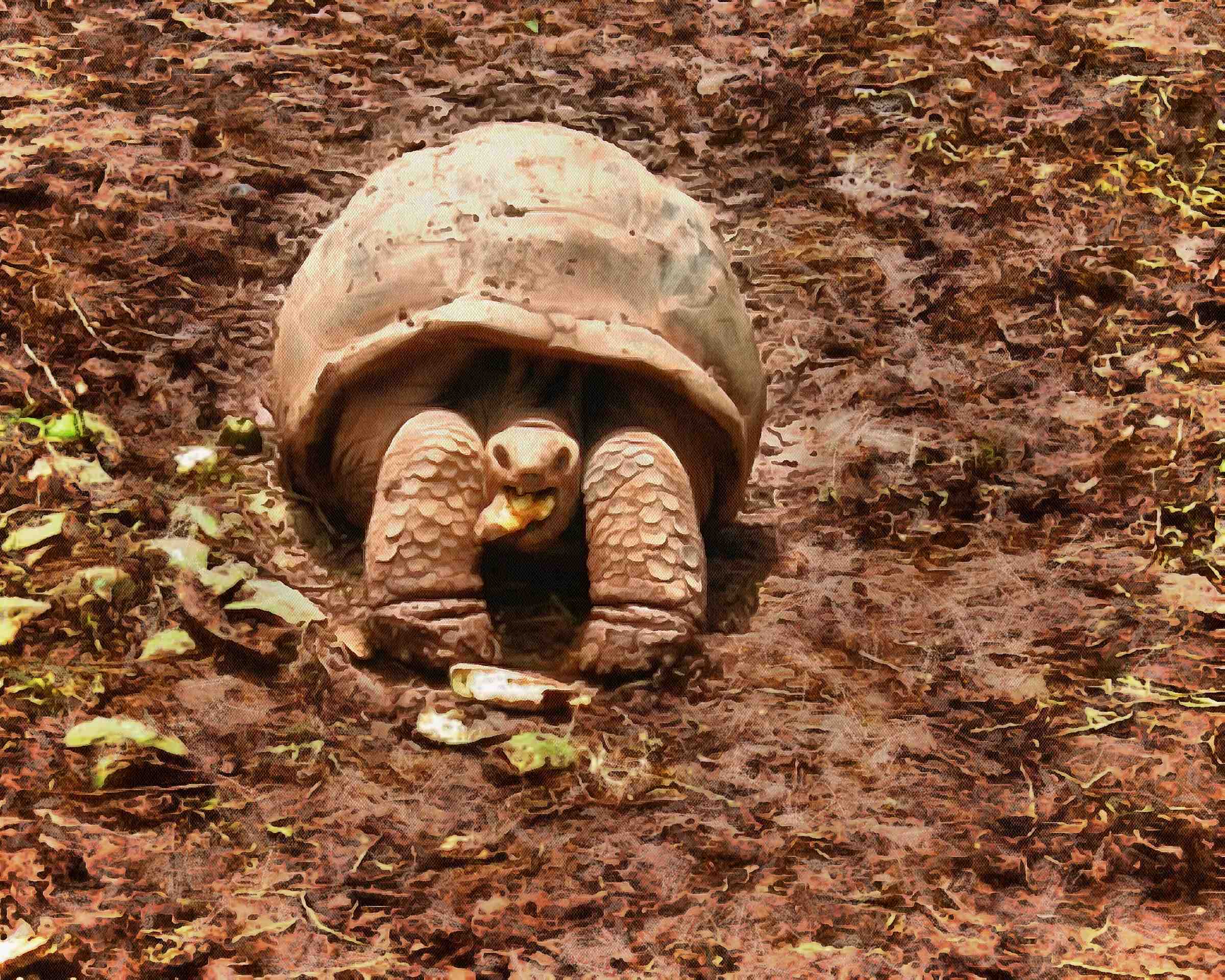 tortoise, turtle, turtle free, tortoise free, free image turtle, free image tortoise, public domain image!