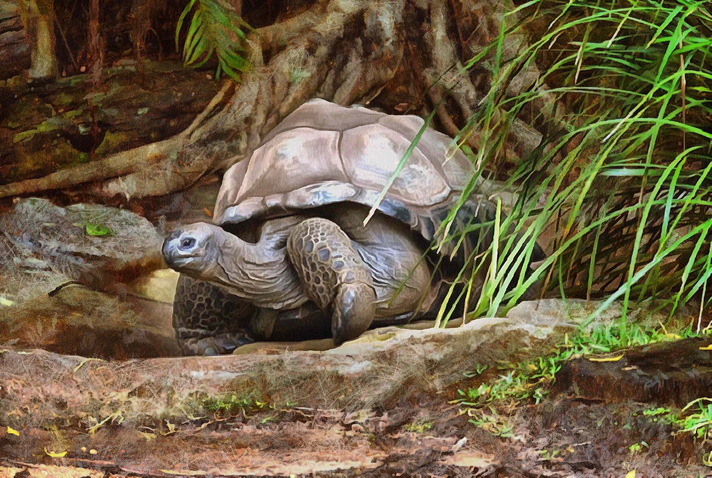 tortoise, turtle, turtle free, tortoise free, free image turtle, free image tortoise, public domain image!