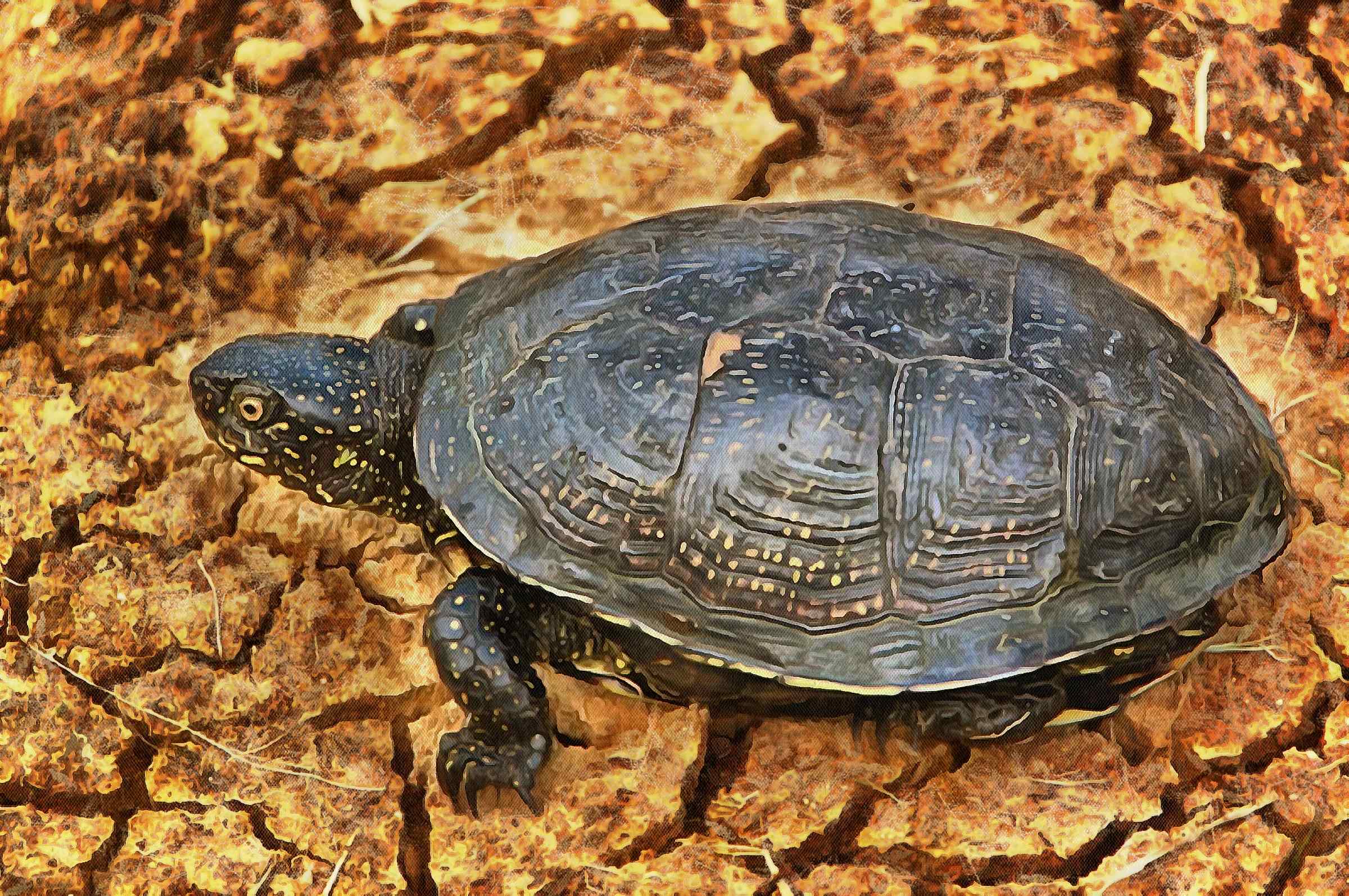 tortoise, turtle, turtle free, tortoise free, free image turtle, free image tortoise, public domain image!