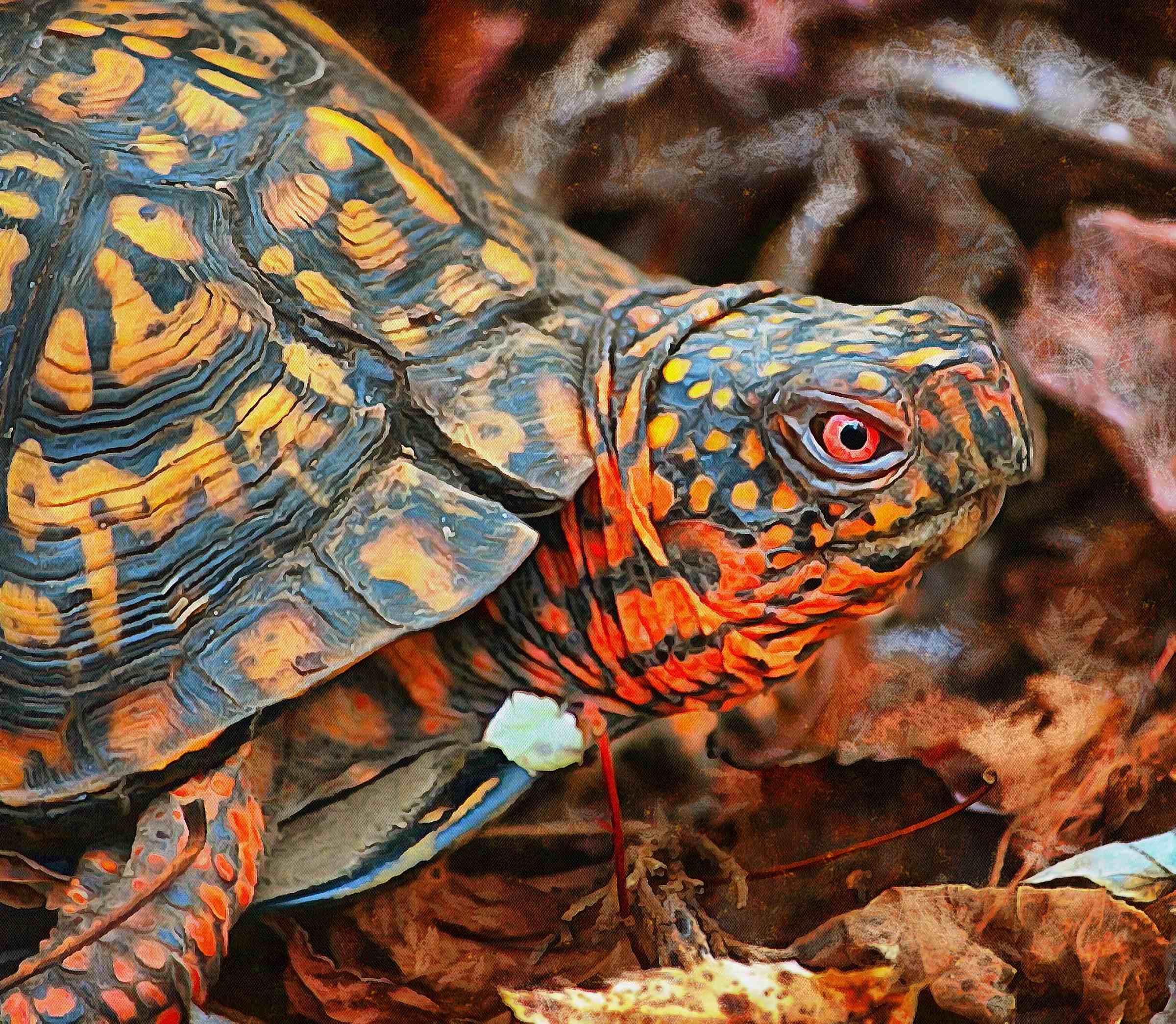 tortoise, turtle, turtle free, tortoise free, free image turtle, free image tortoise, public domain image!