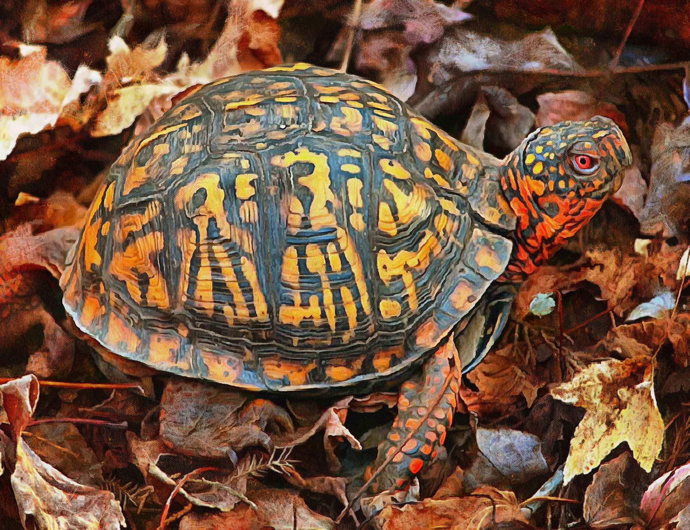 tortoise, turtle, turtle free, tortoise free, free image turtle, free image tortoise, public domain image!