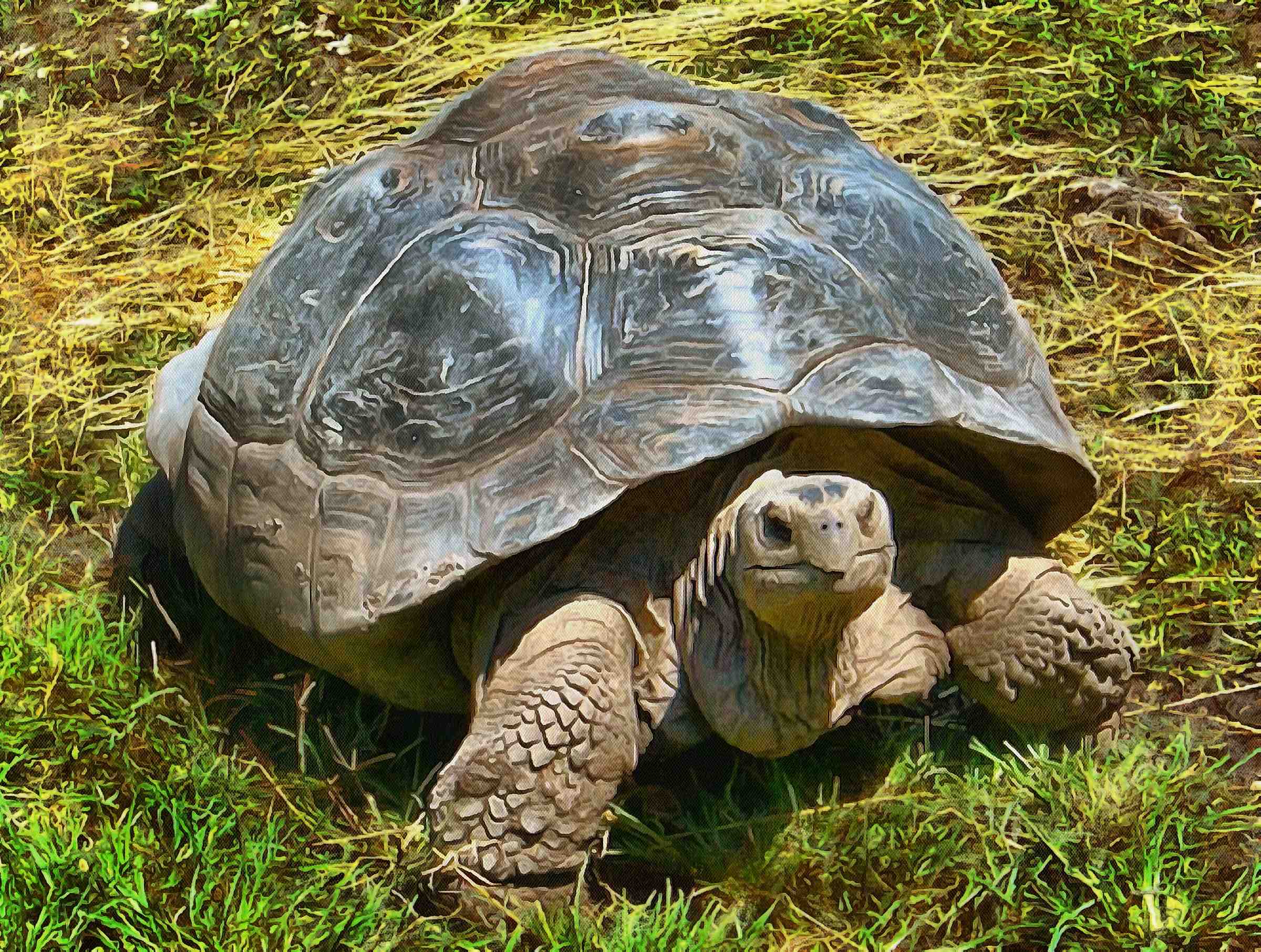 Turtle, tortoise,  loggerhead, terrapin, chelonian, leatherback, – Turtle free images, Tortoise free images, Turtle stock free images, Download free images turtles, turtle public domain images, tortoise public domain images!