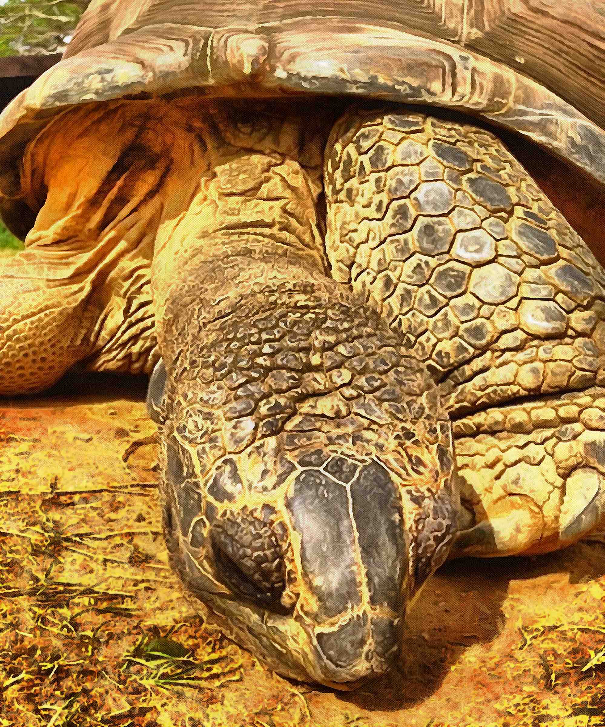 Turtle, tortoise,  loggerhead, terrapin, chelonian, leatherback, – Turtle free images, Tortoise free images, Turtle stock free images, Download free images turtles, turtle public domain images, tortoise public domain images!
