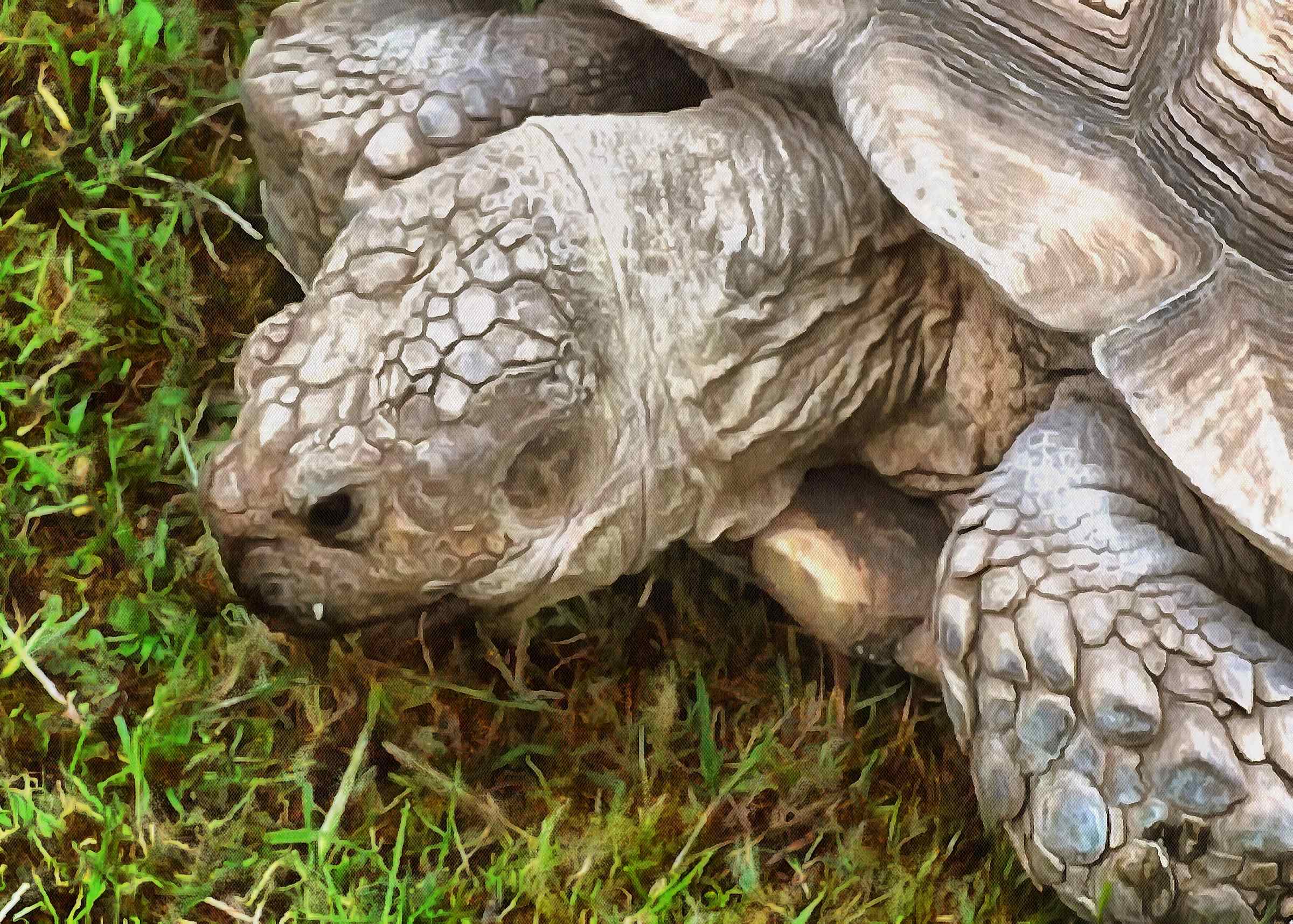 Turtle, tortoise,  loggerhead, terrapin, chelonian, leatherback, – Turtle free images, Tortoise free images, Turtle stock free images, Download free images turtles, turtle public domain images, tortoise public domain images!