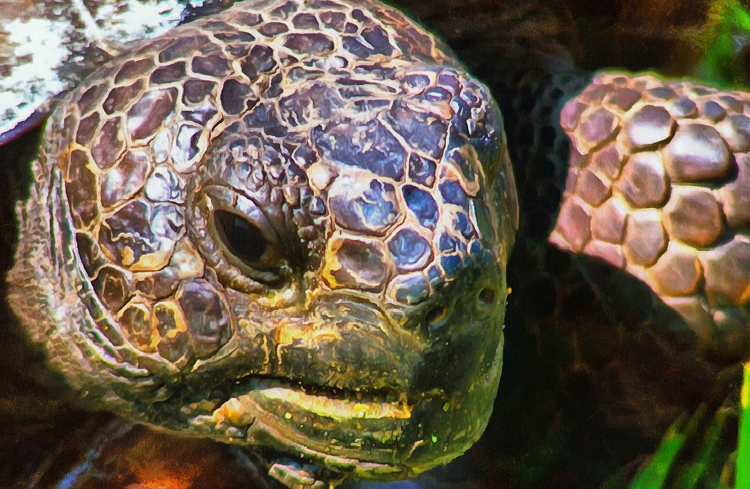 Turtle, tortoise,  loggerhead, terrapin, chelonian, leatherback, – Turtle free images, Tortoise free images, Turtle stock free images, Download free images turtles, turtle public domain images, tortoise public domain images!