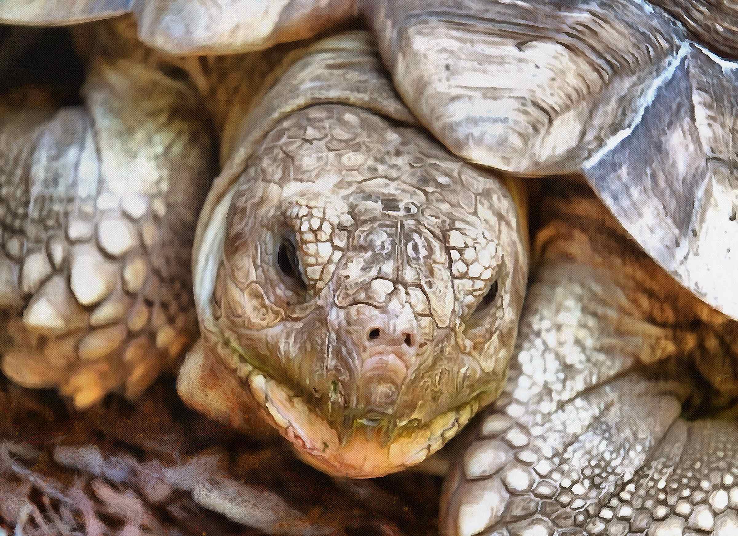 Turtle, tortoise,  loggerhead, terrapin, chelonian, leatherback, – Turtle free images, Tortoise free images, Turtle stock free images, Download free images turtles, turtle public domain images, tortoise public domain images!