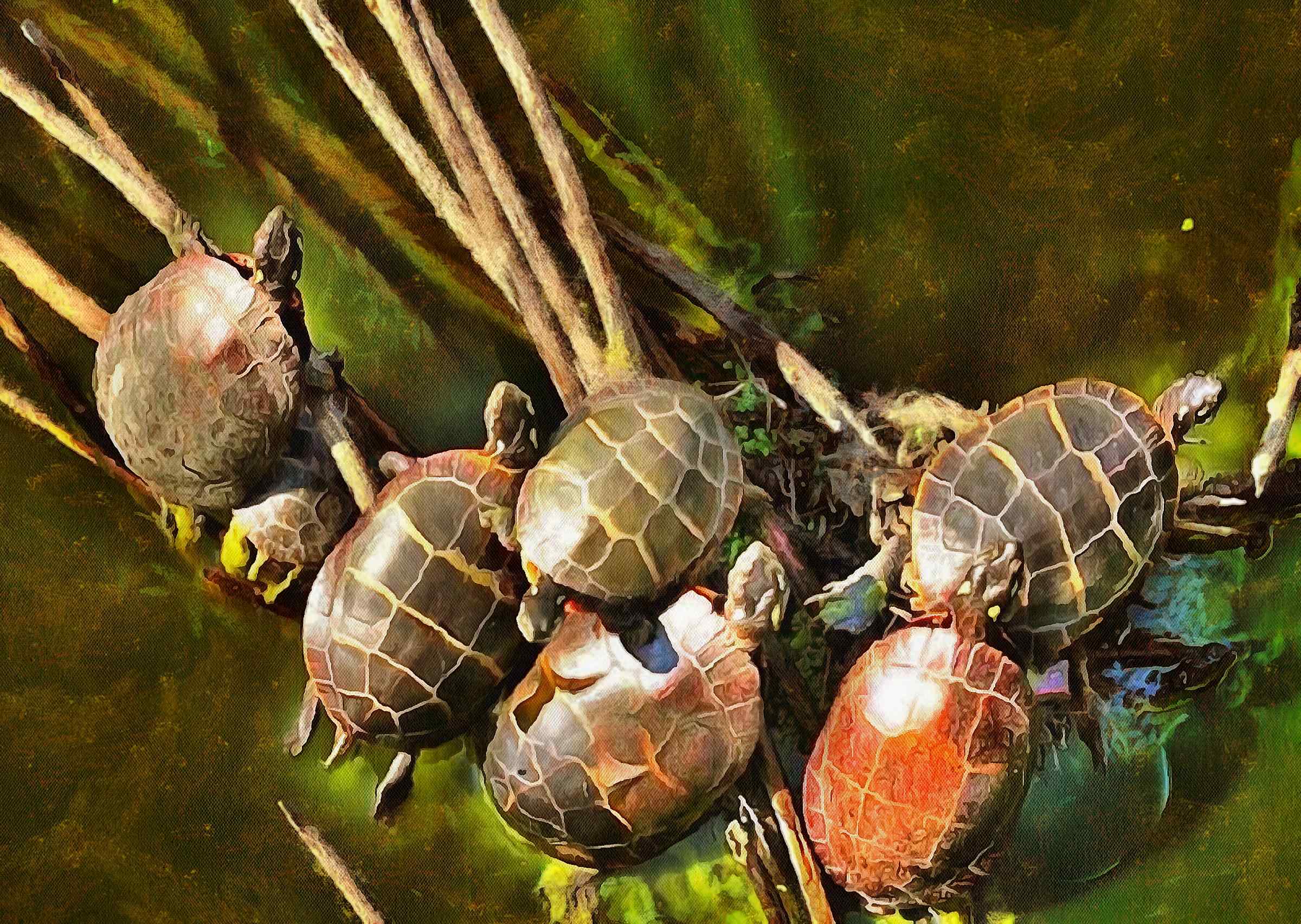 Tortoise, Turtle, loggerhead, terrapin, chelonian, leatherback, – Turtle free images, Tortoise free images, Turtle stock free images, Download free images turtles, turtle public domain images, tortoise public domain images!
