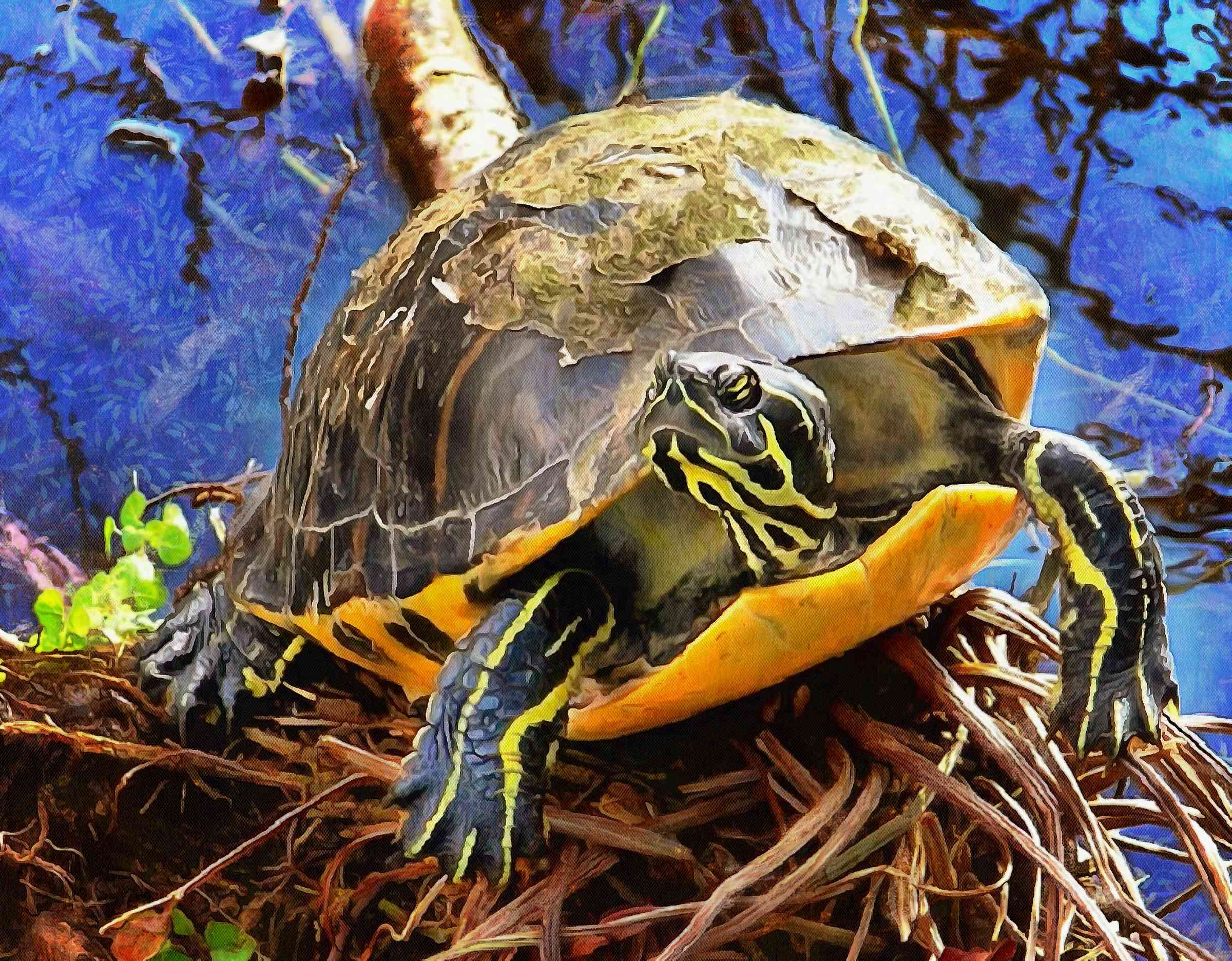 Tortoise, Turtle, loggerhead, terrapin, chelonian, leatherback, – Turtle free images, Tortoise free images, Turtle stock free images, Download free images turtles, turtle public domain images, tortoise public domain images!