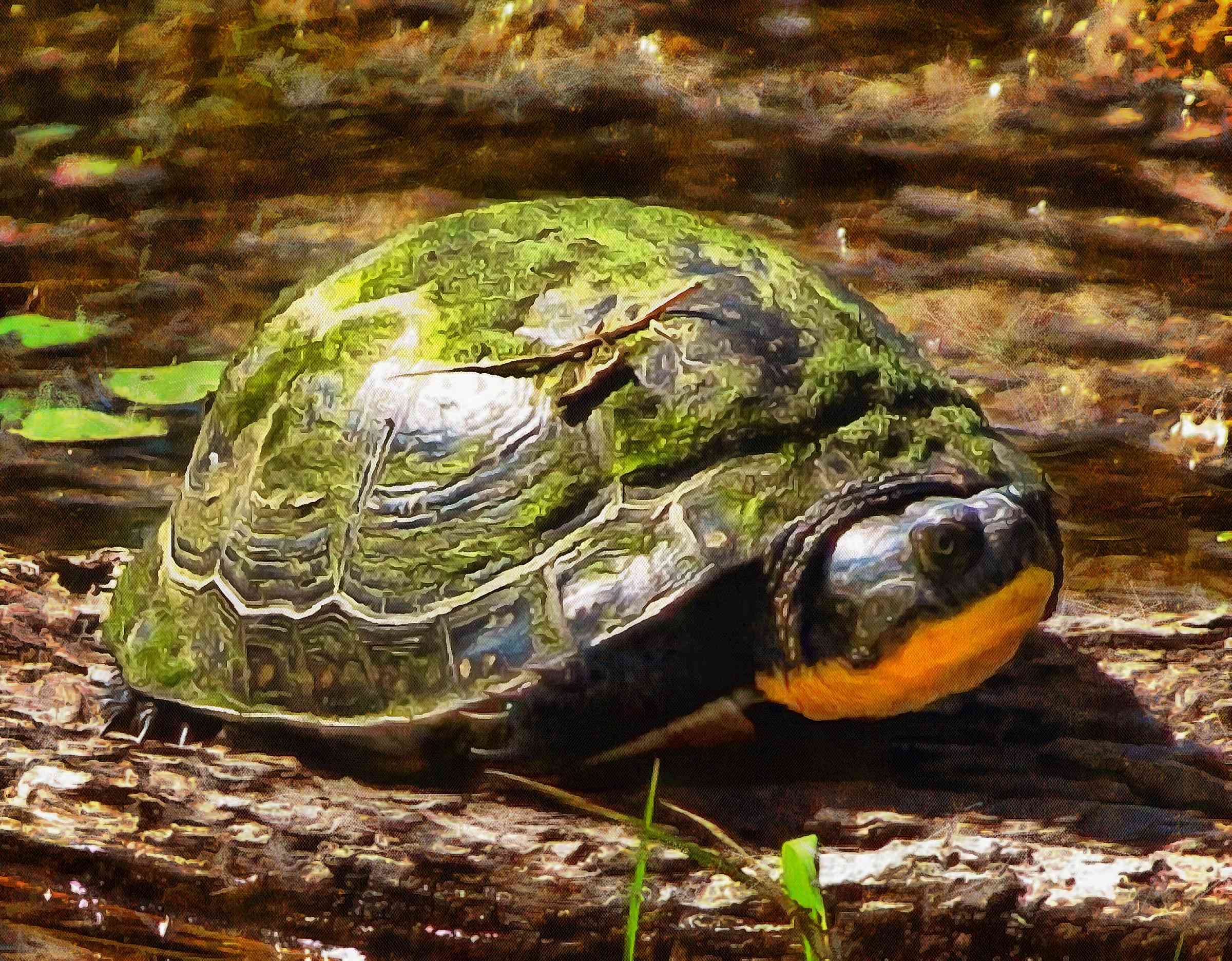 Tortoise, Turtle, loggerhead, terrapin, chelonian, leatherback, – Turtle free images, Tortoise free images, Turtle stock free images, Download free images turtles, turtle public domain images, tortoise public domain images!