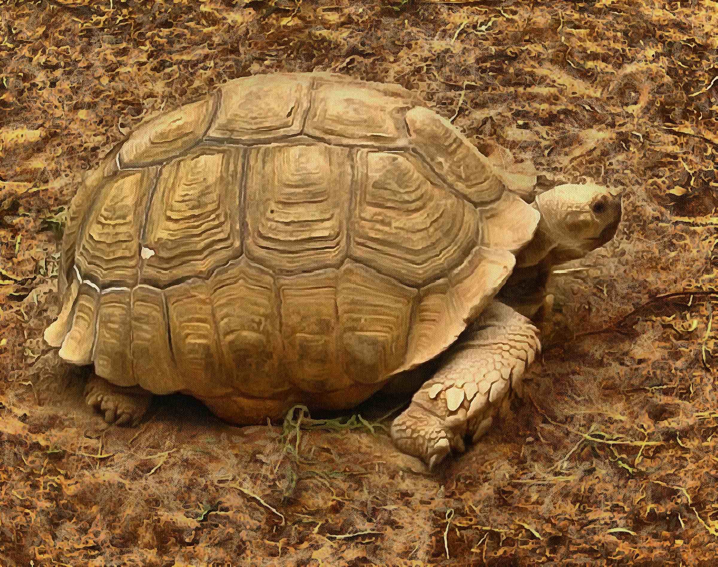 Tortoise, Turtle, loggerhead, terrapin, chelonian, leatherback, – Turtle free images, Tortoise free images, Turtle stock free images, Download free images turtles, turtle public domain images, tortoise public domain images!