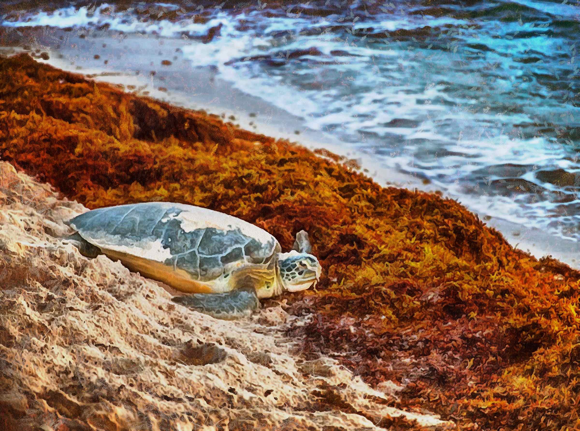 Tortoise, Turtle, loggerhead, terrapin, chelonian, leatherback, – Turtle free images, Tortoise free images, Turtle stock free images, Download free images turtles, turtle public domain images, tortoise public domain images!