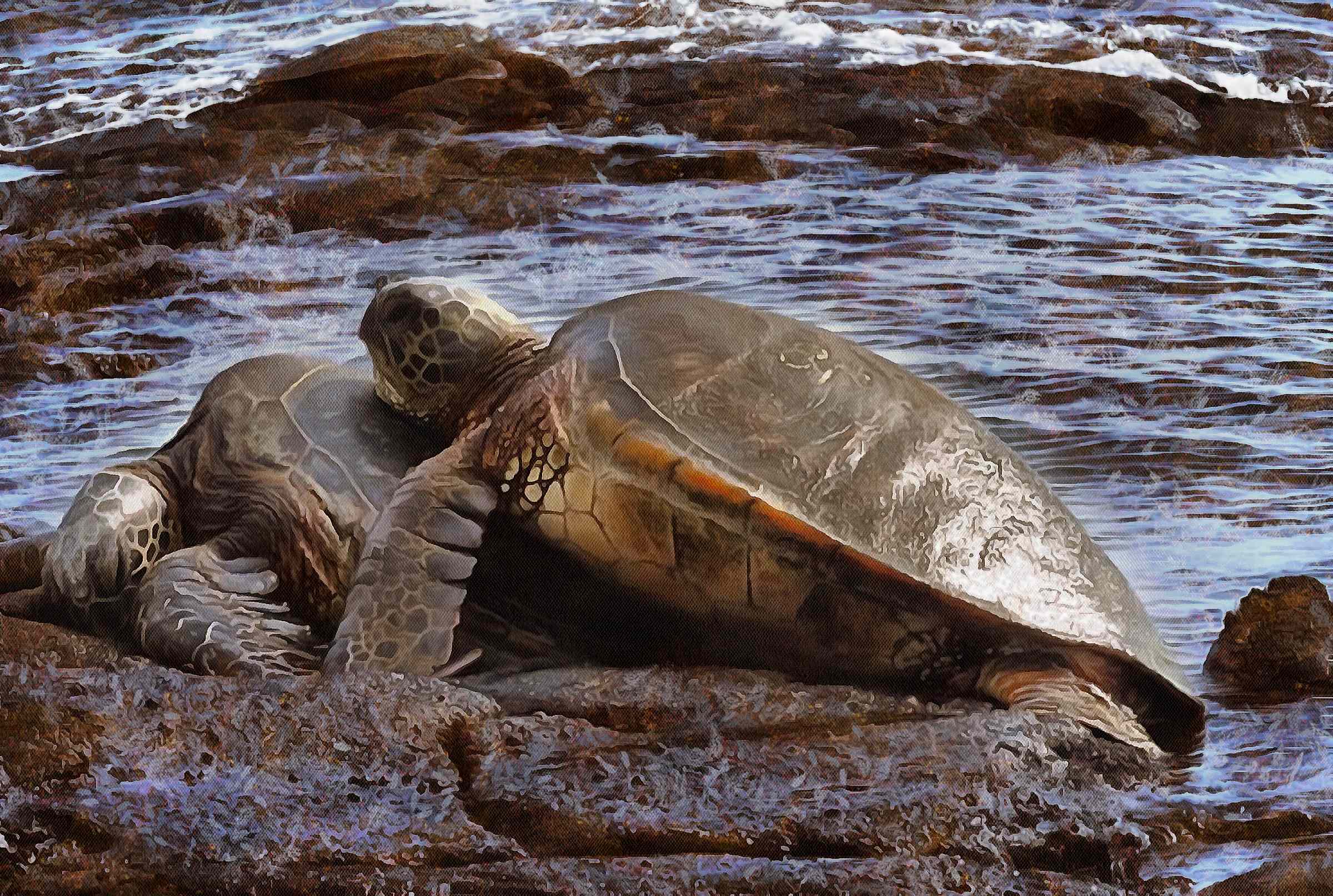 Tortoise, Turtle, loggerhead, terrapin, chelonian, leatherback, – Turtle free images, Tortoise free images, Turtle stock free images, Download free images turtles, turtle public domain images, tortoise public domain images!