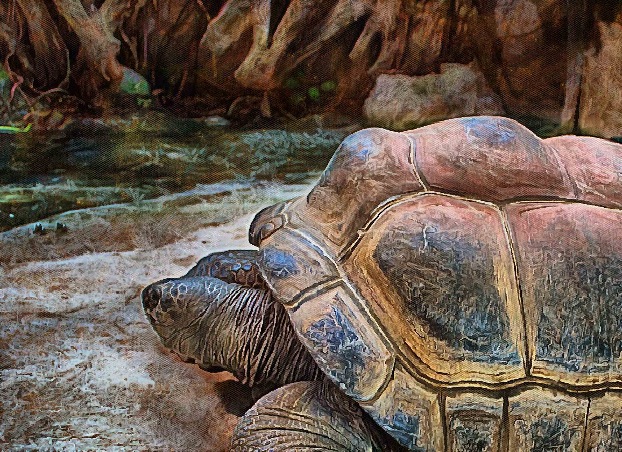 Tortoise, Turtle, loggerhead, terrapin, chelonian, leatherback, – Turtle free images, Tortoise free images, Turtle stock free images, Download free images turtles, turtle public domain images, tortoise public domain images!