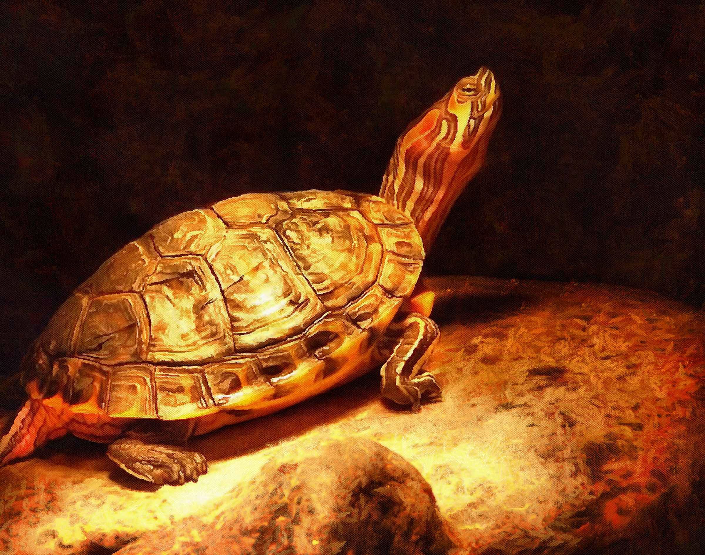 Tortoise, Turtle, loggerhead, terrapin, chelonian, leatherback, – Turtle free images, Tortoise free images, Turtle stock free images, Download free images turtles, turtle public domain images, tortoise public domain images!