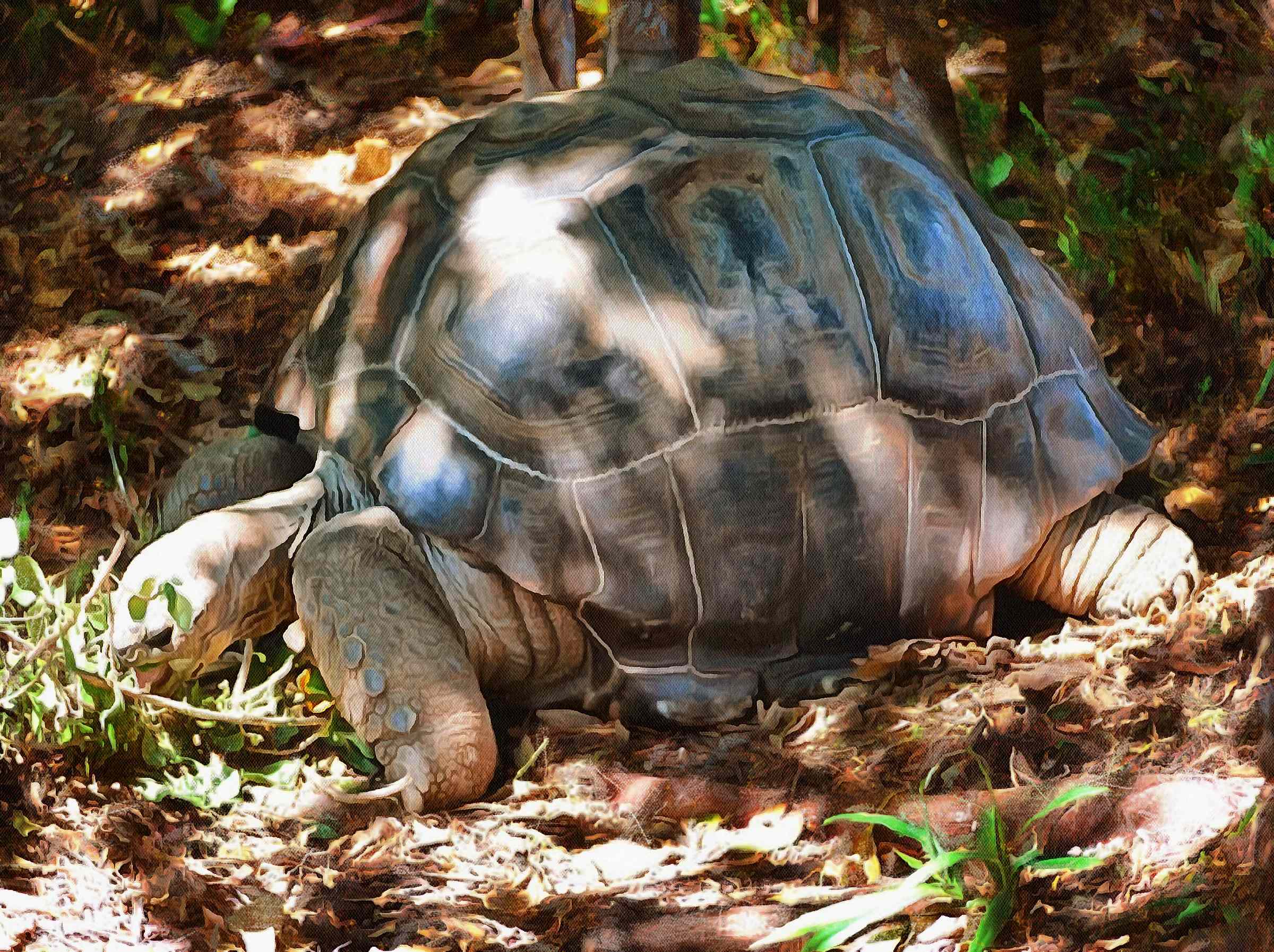 Tortoise, Turtle, loggerhead, terrapin, chelonian, leatherback, – Turtle free images, Tortoise free images, Turtle stock free images, Download free images turtles, turtle public domain images, tortoise public domain images!