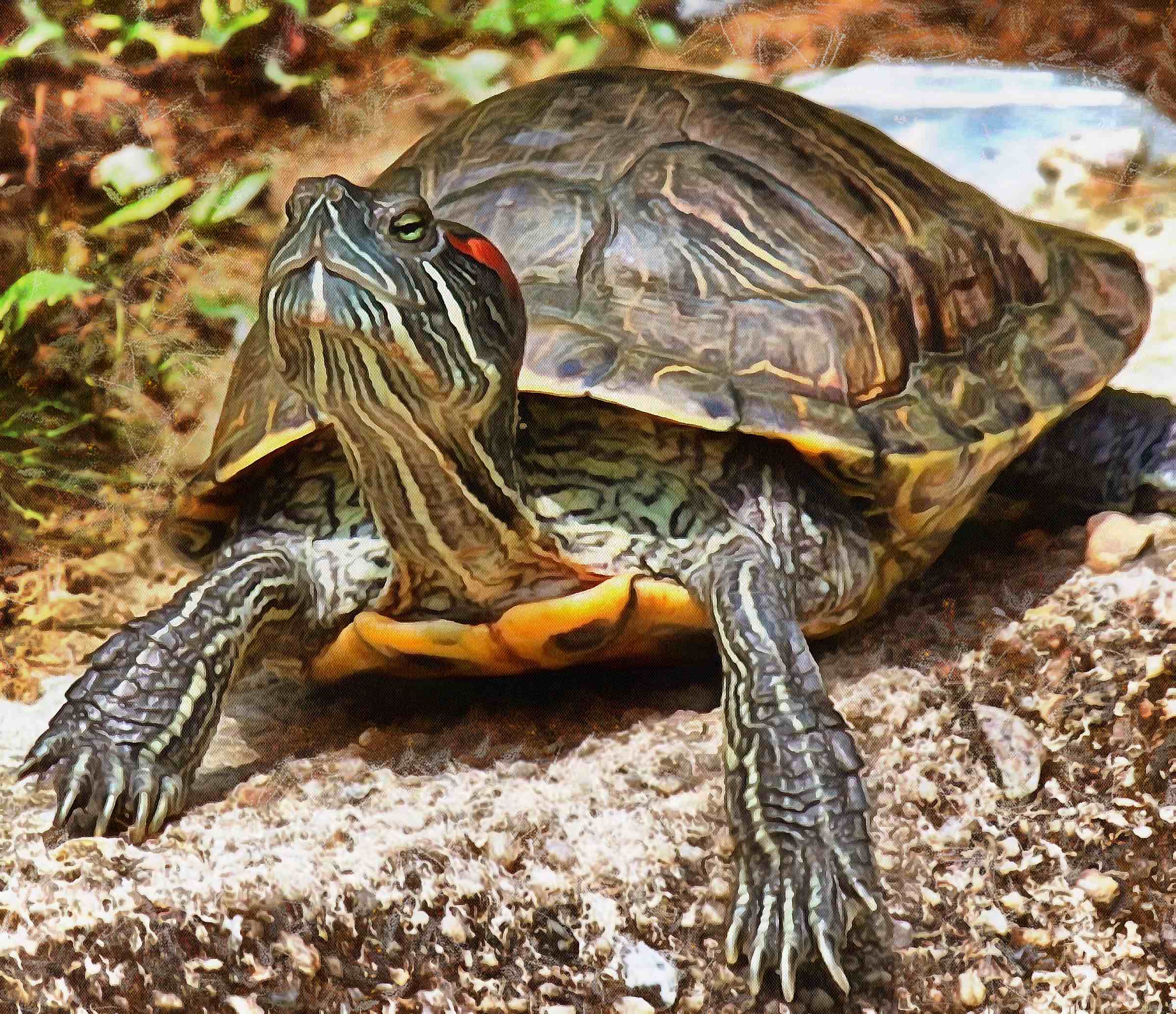 Tortoise And Turtle Free Stock Images 7