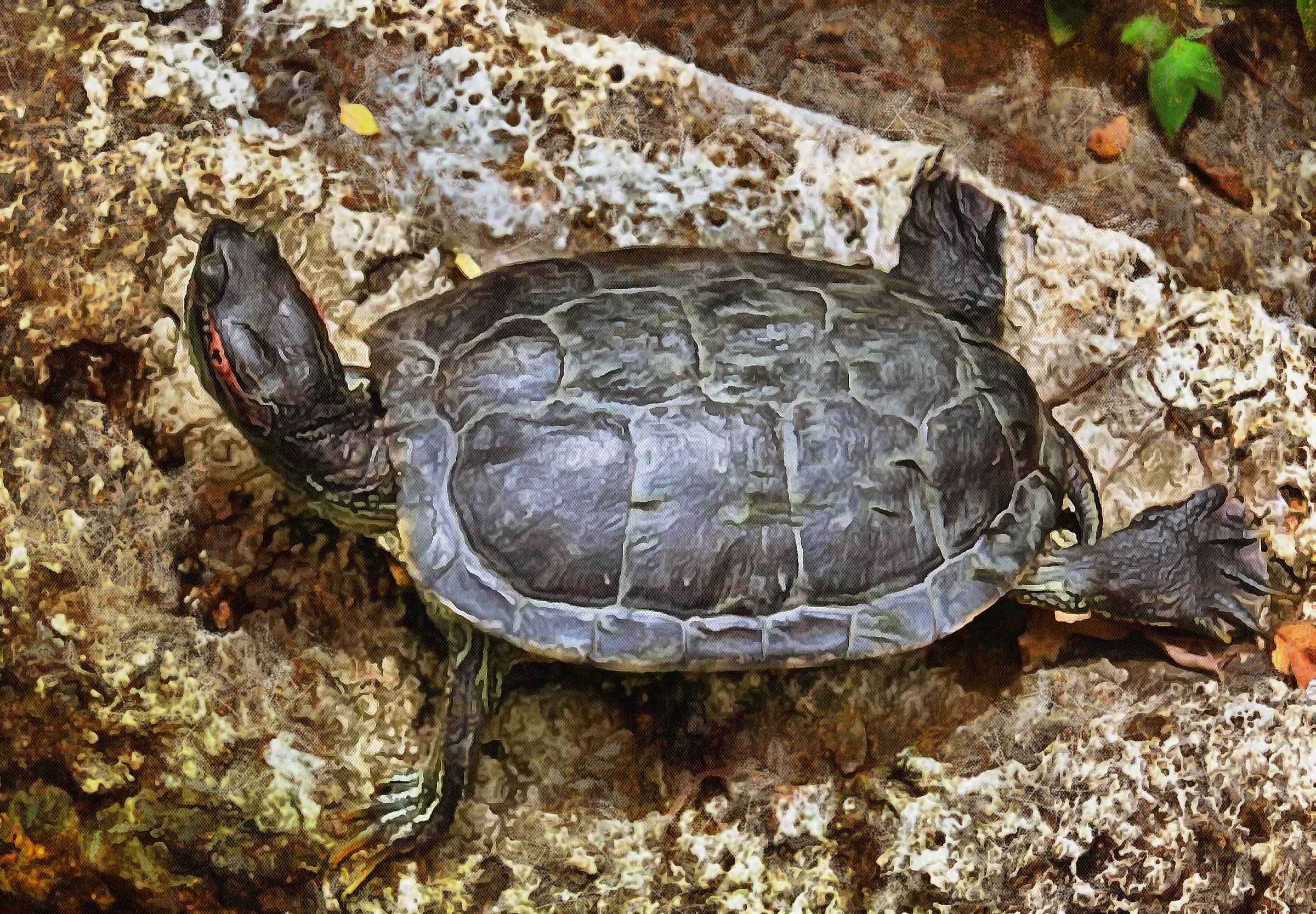 Tortoise, Turtle, loggerhead, terrapin, chelonian, leatherback, – Turtle free images, Tortoise free images, Turtle stock free images, Download free images turtles, turtle public domain images, tortoise public domain images!