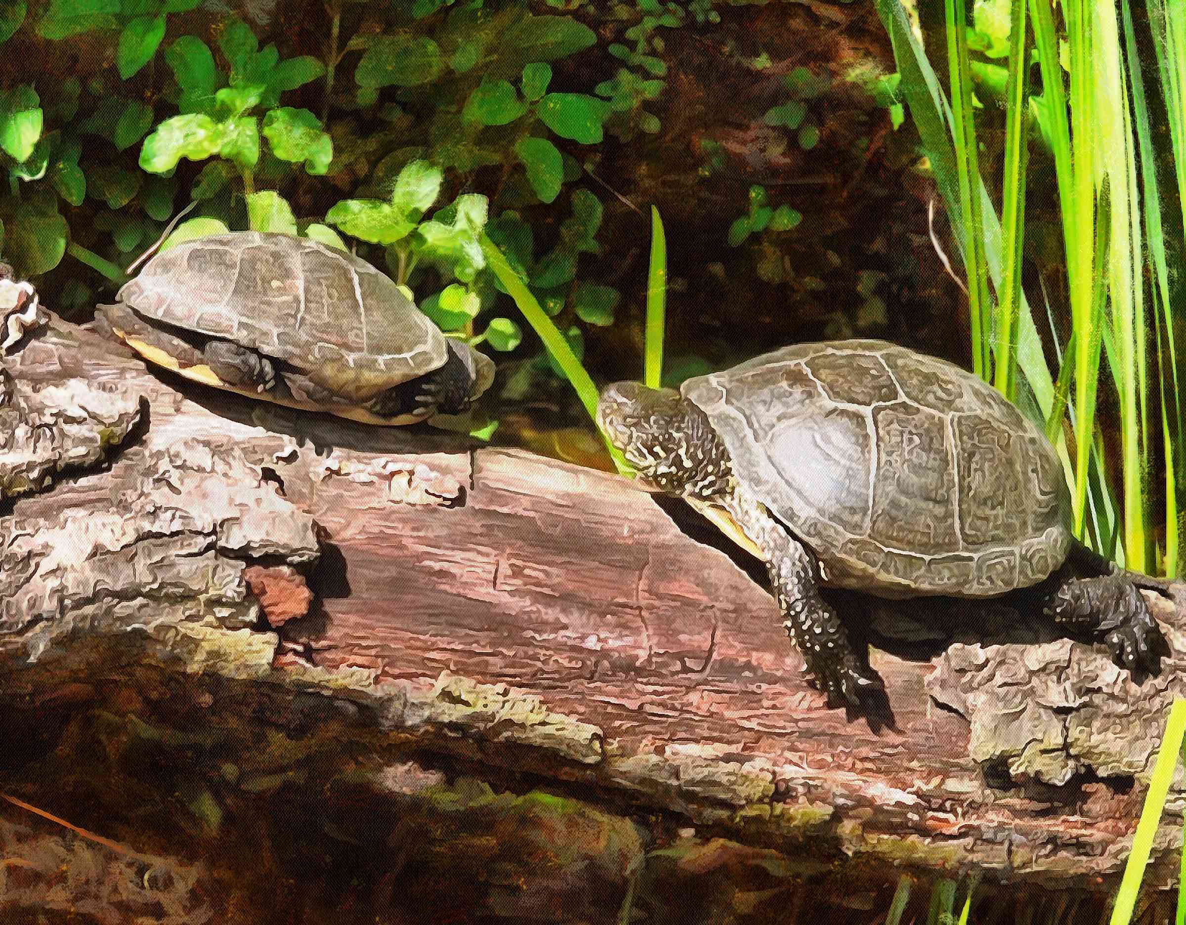 Turtle Stock Free Images Public Domain
