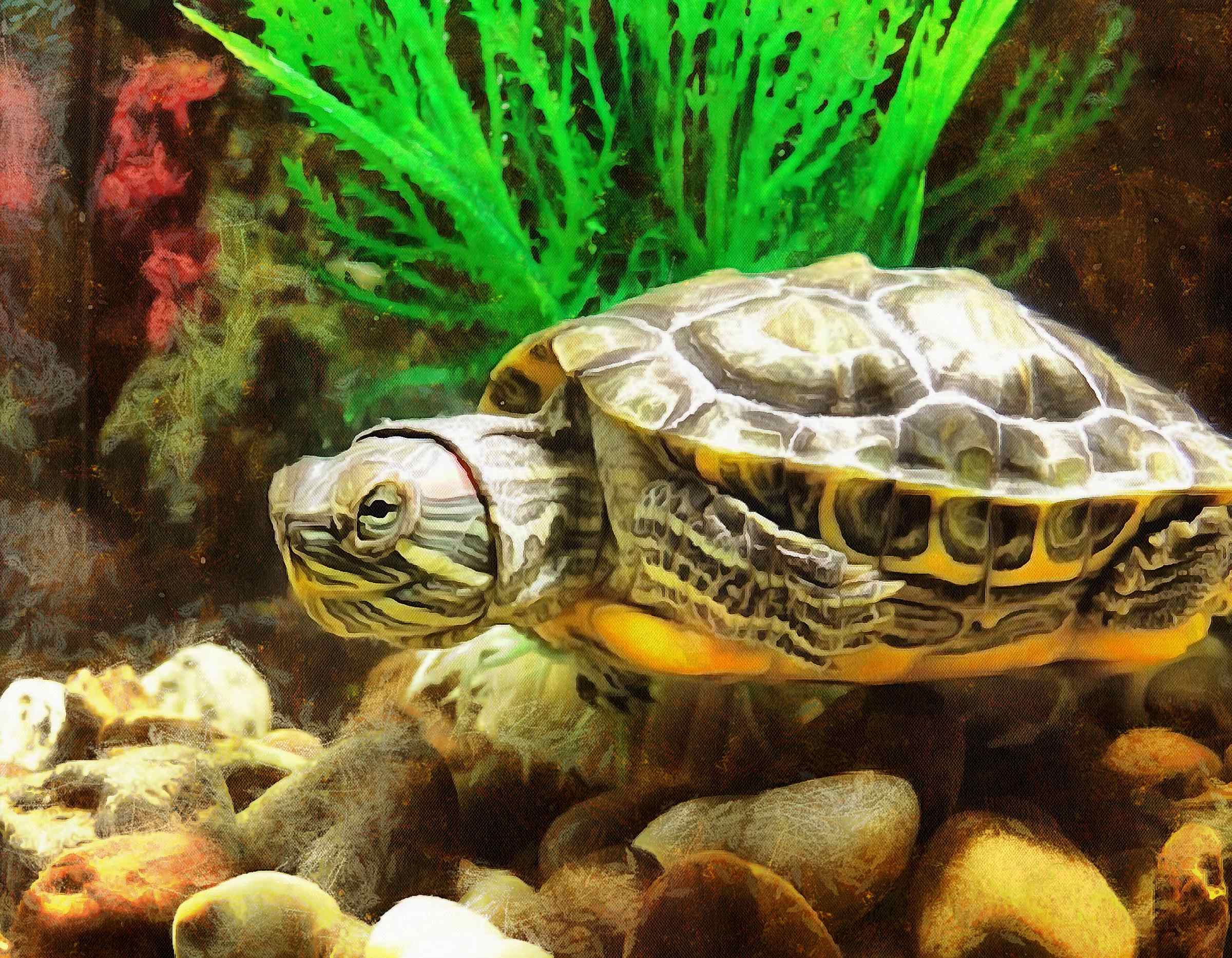 Turtle Stock Free Images Public Domain