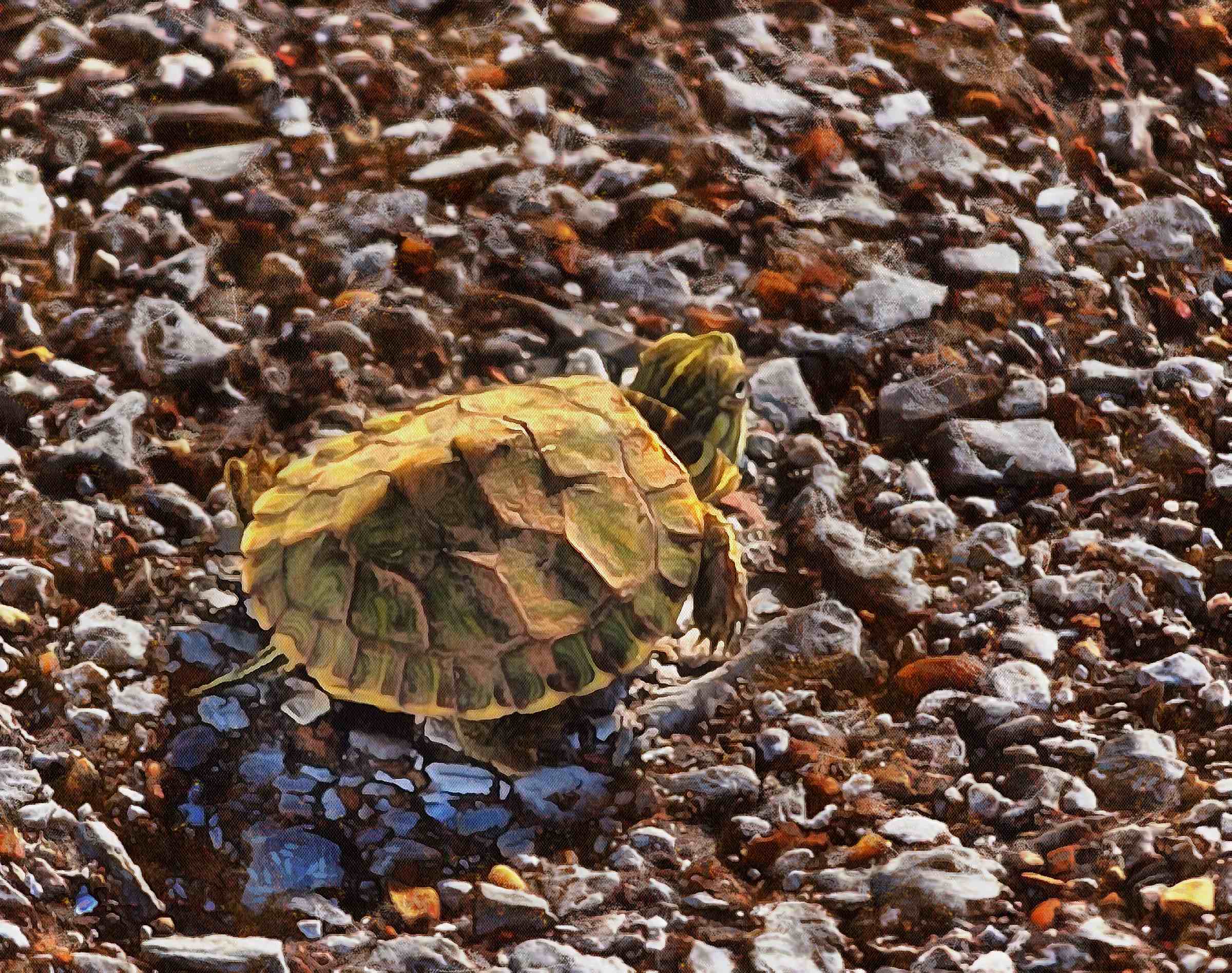 Turtle free images, tortoise free images, chelonian, leatherback, loggerhead, turtle, tortoise – Turtle free images, Tortoise free images, Turtle stock free images, Download free images turtles, turtle public domain images, tortoise public domain images!