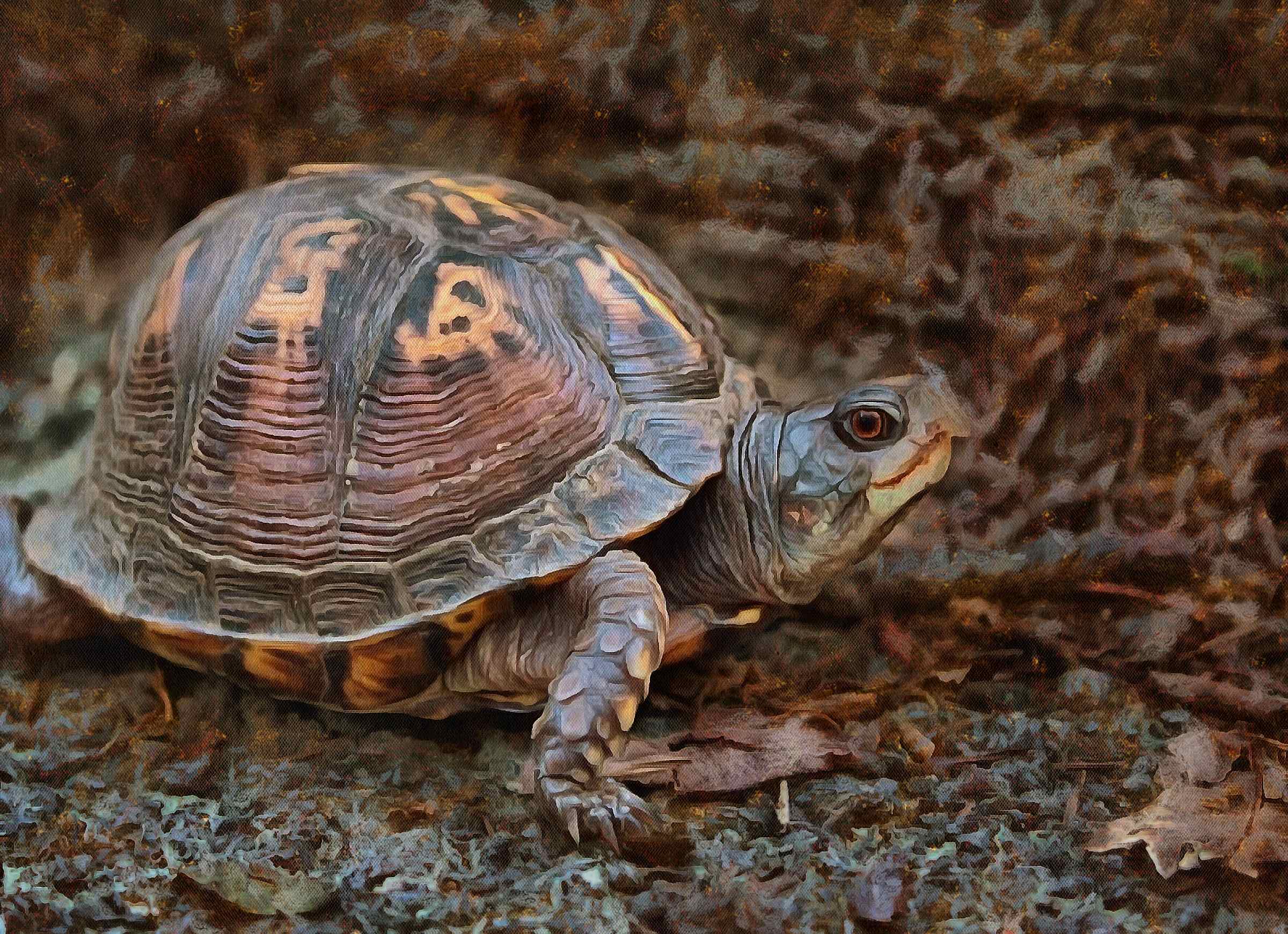 Turtle, Tortoise, Turtle free images, tortoise images, chelonian, leatherback, loggerhead, turtle, – Turtle free, Tortoise free , Turtle stock free images, Download free images turtles, turtle public domain images, tortoise public domain images!