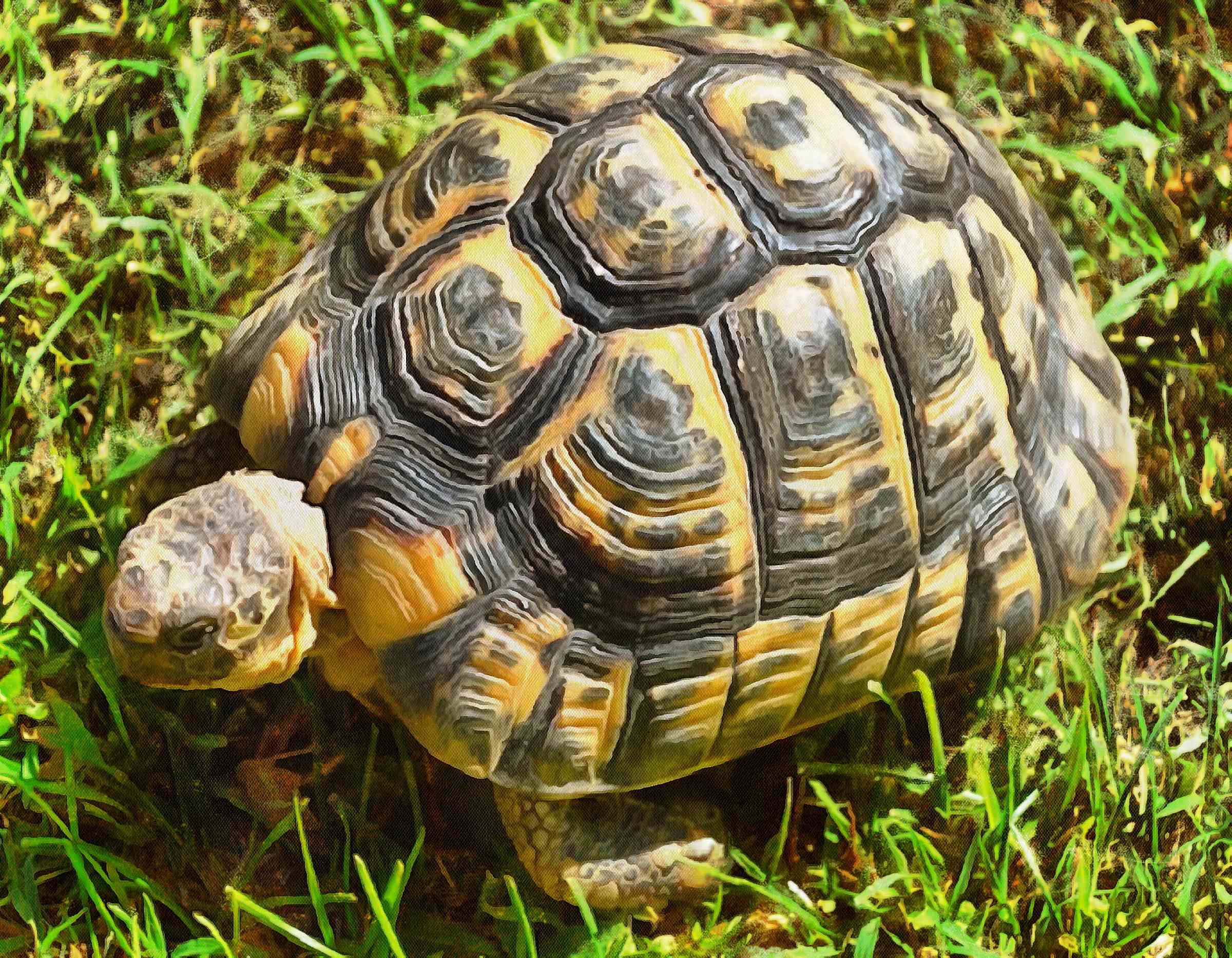 Turtle, Tortoise, Turtle free images, tortoise images, chelonian, leatherback, loggerhead, turtle, – Turtle free, Tortoise free , Turtle stock free images, Download free images turtles, turtle public domain images, tortoise public domain images!