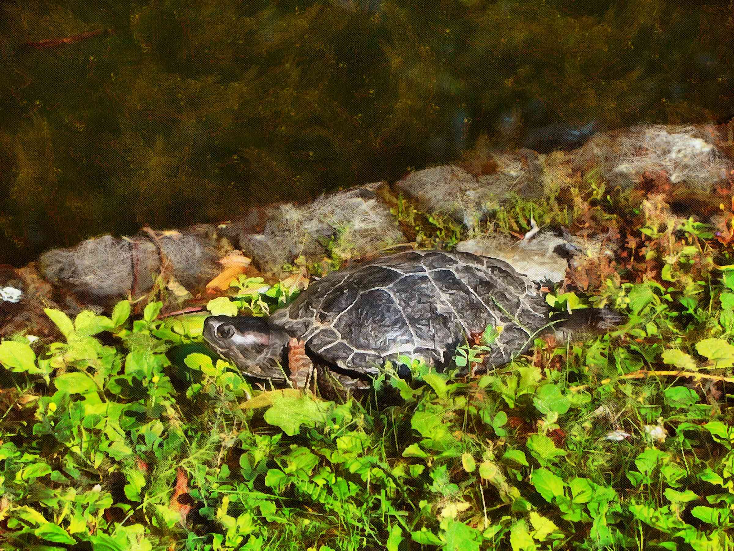 Turtle, Tortoise, Turtle free images, tortoise images, chelonian, leatherback, loggerhead, turtle, – Turtle free, Tortoise free , Turtle stock free images, Download free images turtles, turtle public domain images, tortoise public domain images!