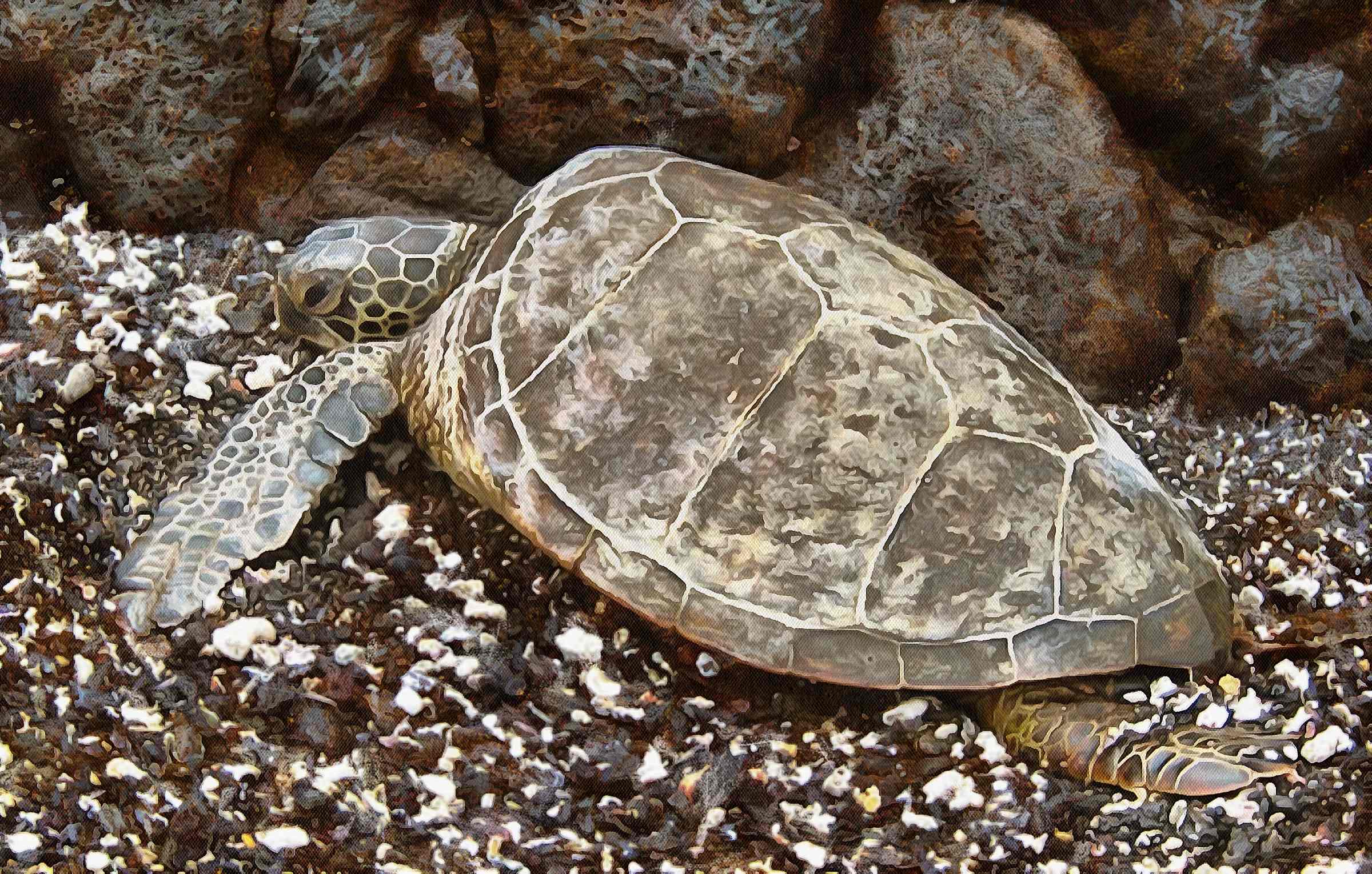 Turtle, Tortoise, Turtle free images, tortoise images, chelonian, leatherback, loggerhead, turtle, – Turtle free, Tortoise free , Turtle stock free images, Download free images turtles, turtle public domain images, tortoise public domain images!