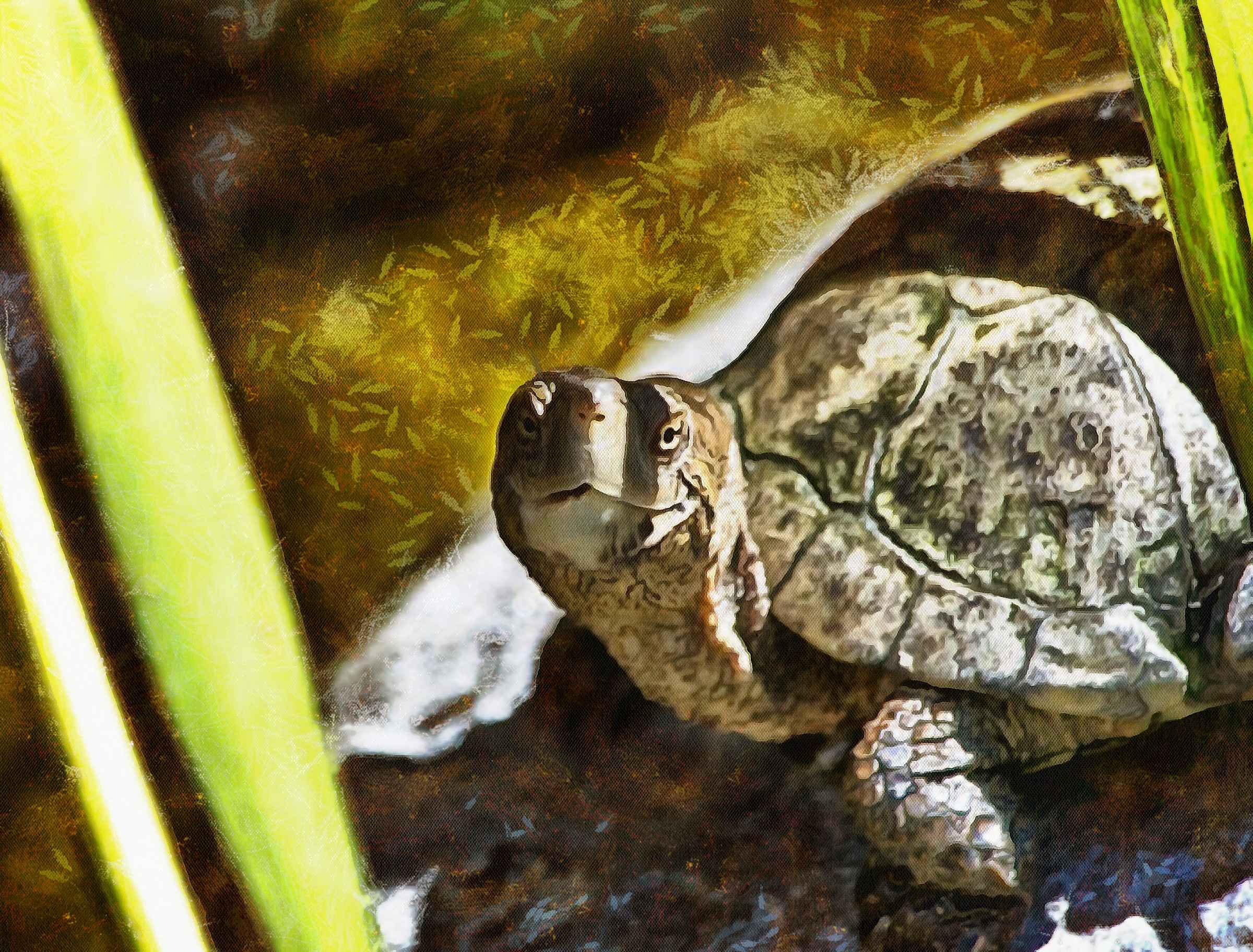 Turtle, Tortoise, Turtle free images, tortoise images, chelonian, leatherback, loggerhead, turtle, – Turtle free, Tortoise free , Turtle stock free images, Download free images turtles, turtle public domain images, tortoise public domain images!