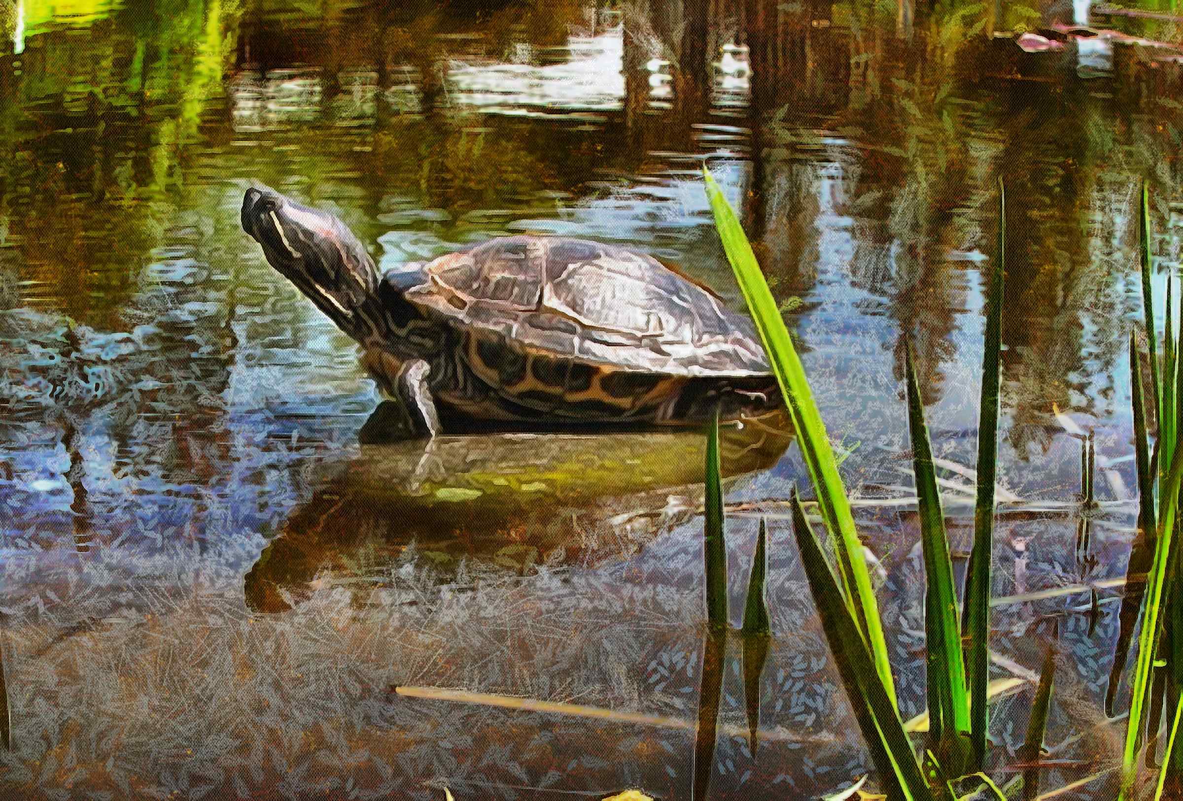 Turtle, Tortoise, Turtle free images, tortoise images, chelonian, leatherback, loggerhead, turtle, – Turtle free, Tortoise free , Turtle stock free images, Download free images turtles, turtle public domain images, tortoise public domain images!