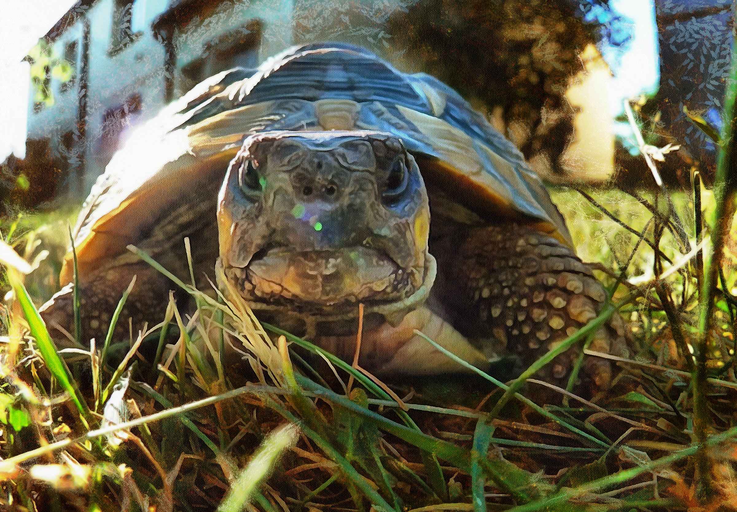 Turtle, Tortoise, Turtle free images, chelonian, leatherback, turtle, – Turtle free images, Tortoise free , Turtle stock free images, Download free images turtles, tortoise free public domain images, tortoise public domain images!