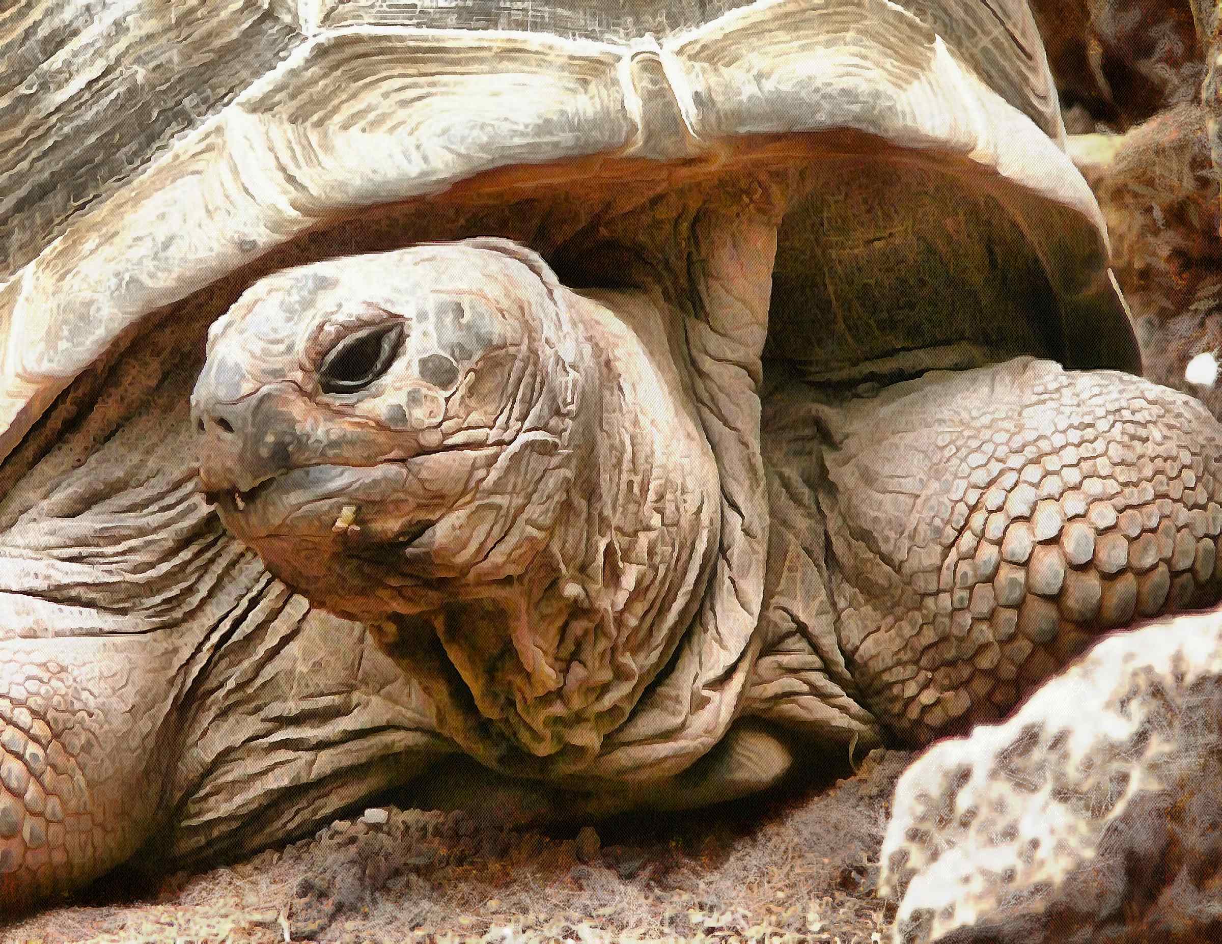 Turtle, Tortoise, Turtle free images, chelonian, leatherback, turtle, – Turtle free images, Tortoise free , Turtle stock free images, Download free images turtles, tortoise free public domain images, tortoise public domain images!