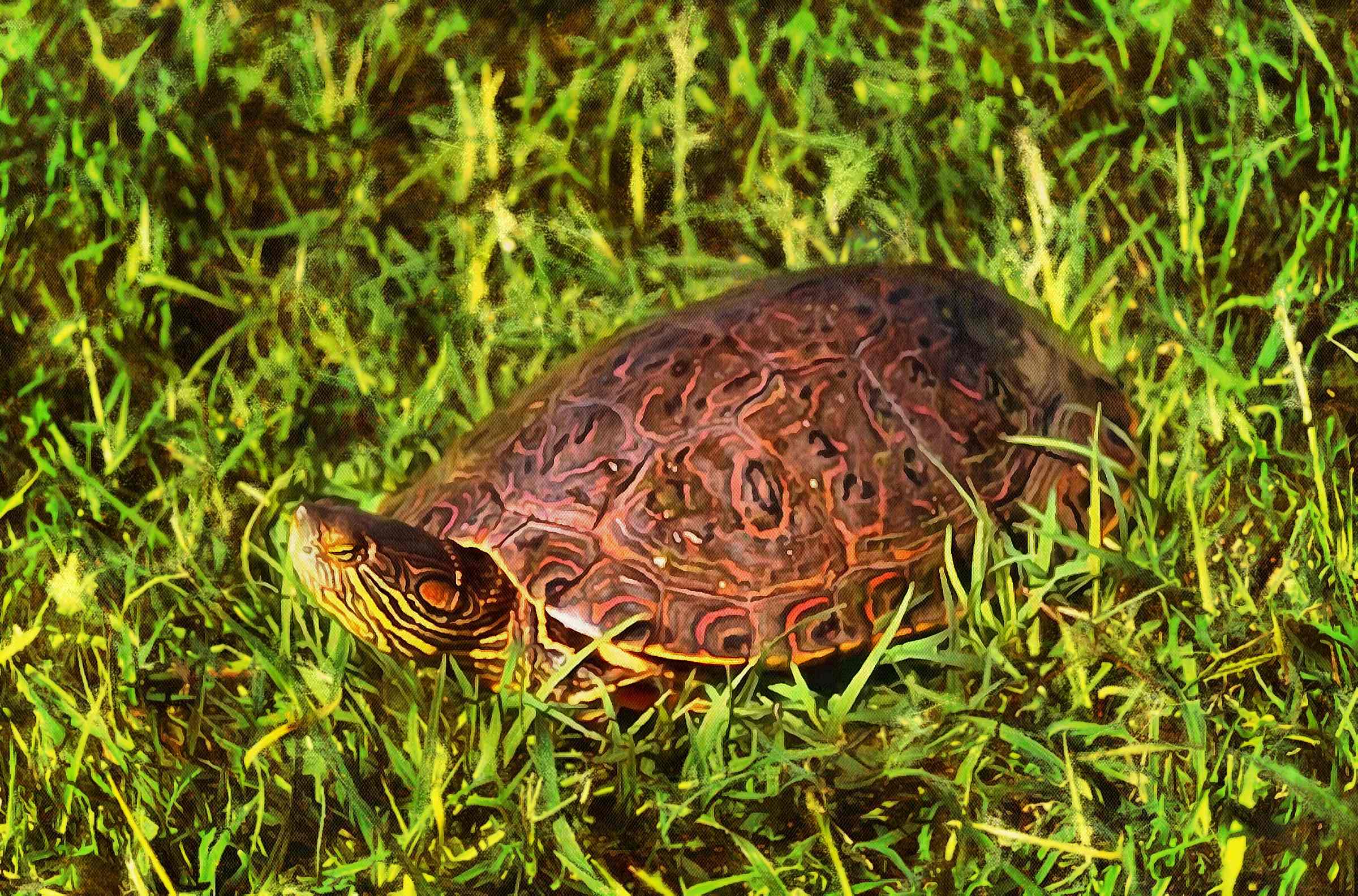 Turtle, Tortoise, Turtle free images, chelonian, leatherback, turtle, – Turtle free images, Tortoise free , Turtle stock free images, Download free images turtles, tortoise free public domain images, tortoise public domain images!