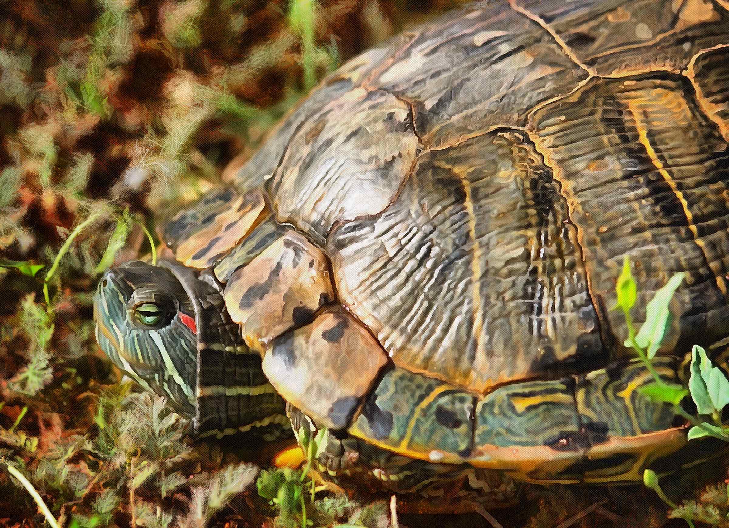 Turtle, Tortoise, Turtle free images, chelonian, leatherback, turtle, – Turtle free images, Tortoise free , Turtle stock free images, Download free images turtles, tortoise free public domain images, tortoise public domain images!