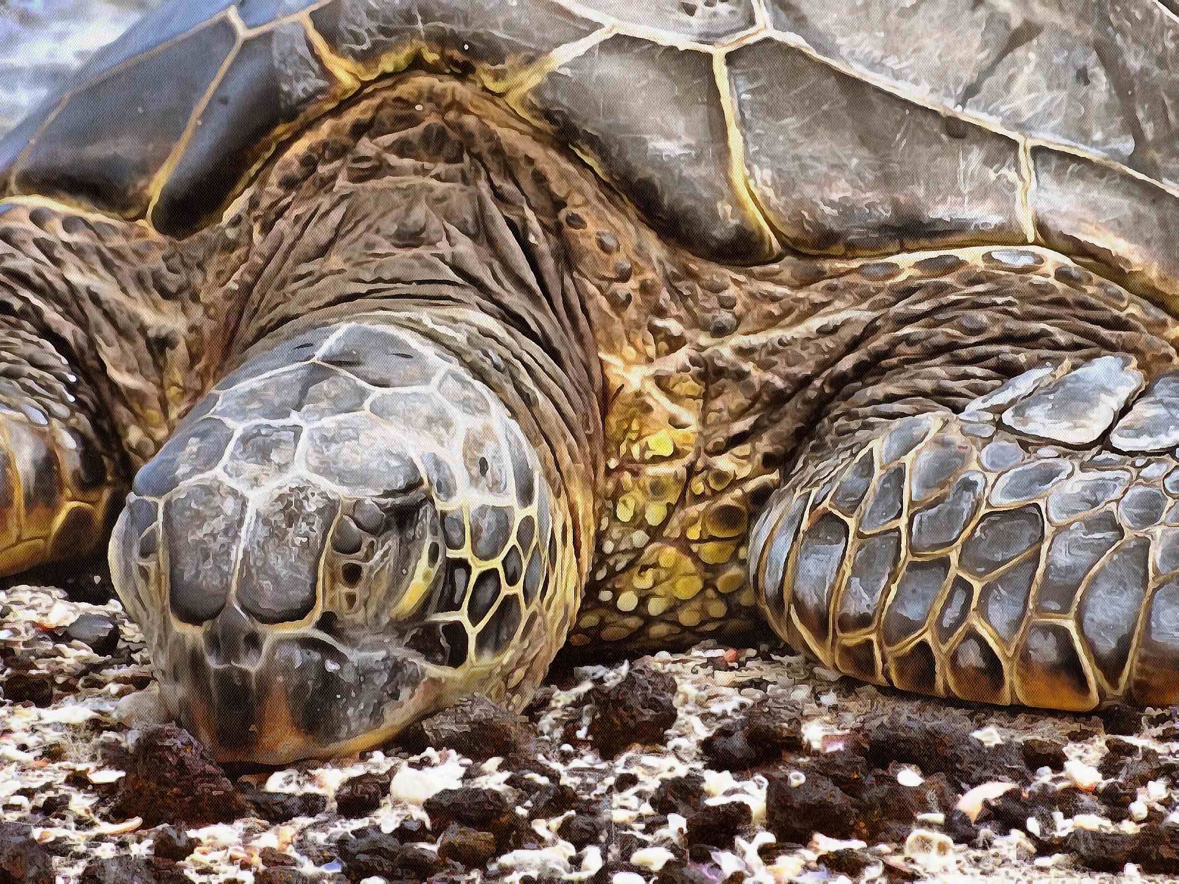 Turtle, Tortoise, Turtle free images, chelonian, leatherback, turtle, – Turtle free images, Tortoise free , Turtle stock free images, Download free images turtles, tortoise free public domain images, tortoise public domain images!