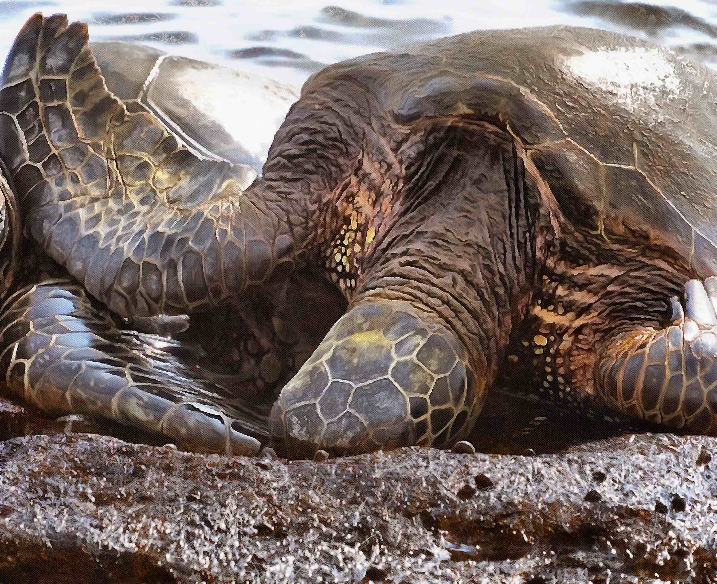 Leatherback, turtle, Turtle, Tortoise, Turtle free images,  – Turtle free images, Tortoise free , Turtle stock free images, Download free images turtles, tortoise free images, tortoise public domain images!