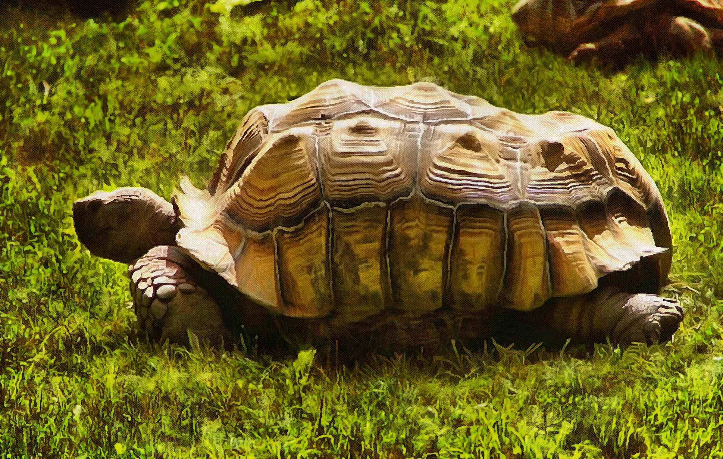 Leatherback, turtle, Turtle, Tortoise, Turtle free images,  – Turtle free images, Tortoise free , Turtle stock free images, Download free images turtles, tortoise free images, tortoise public domain images!