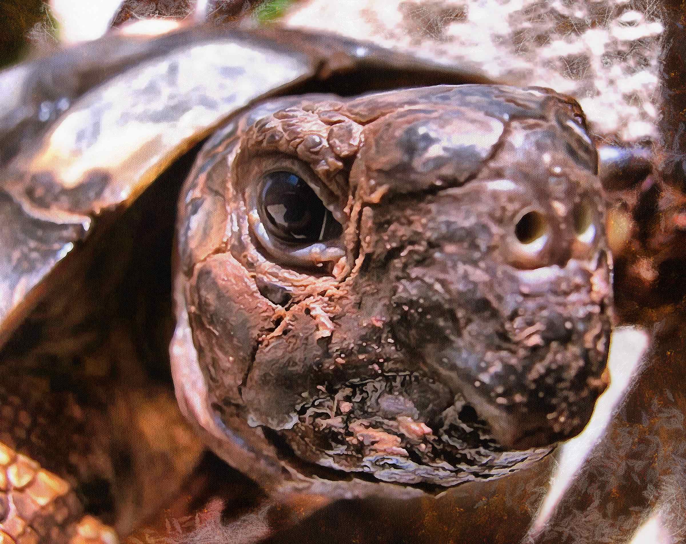 Leatherback, turtle, Turtle, Tortoise, Turtle free images,  – Turtle free images, Tortoise free , Turtle stock free images, Download free images turtles, tortoise free images, tortoise public domain images!