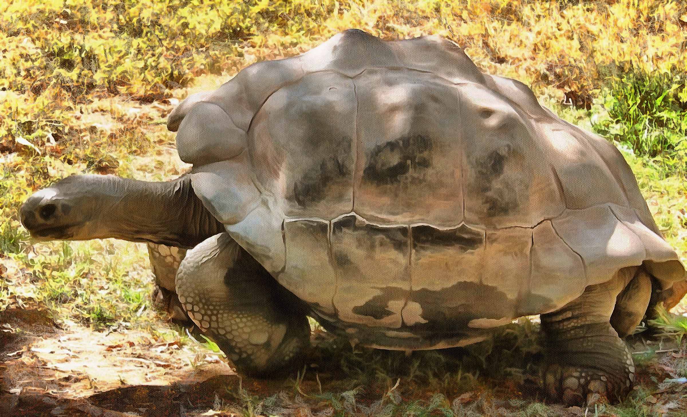 Leatherback, turtle, Turtle, Tortoise, Turtle free images,  – Turtle free images, Tortoise free , Turtle stock free images, Download free images turtles, tortoise free images, tortoise public domain images!