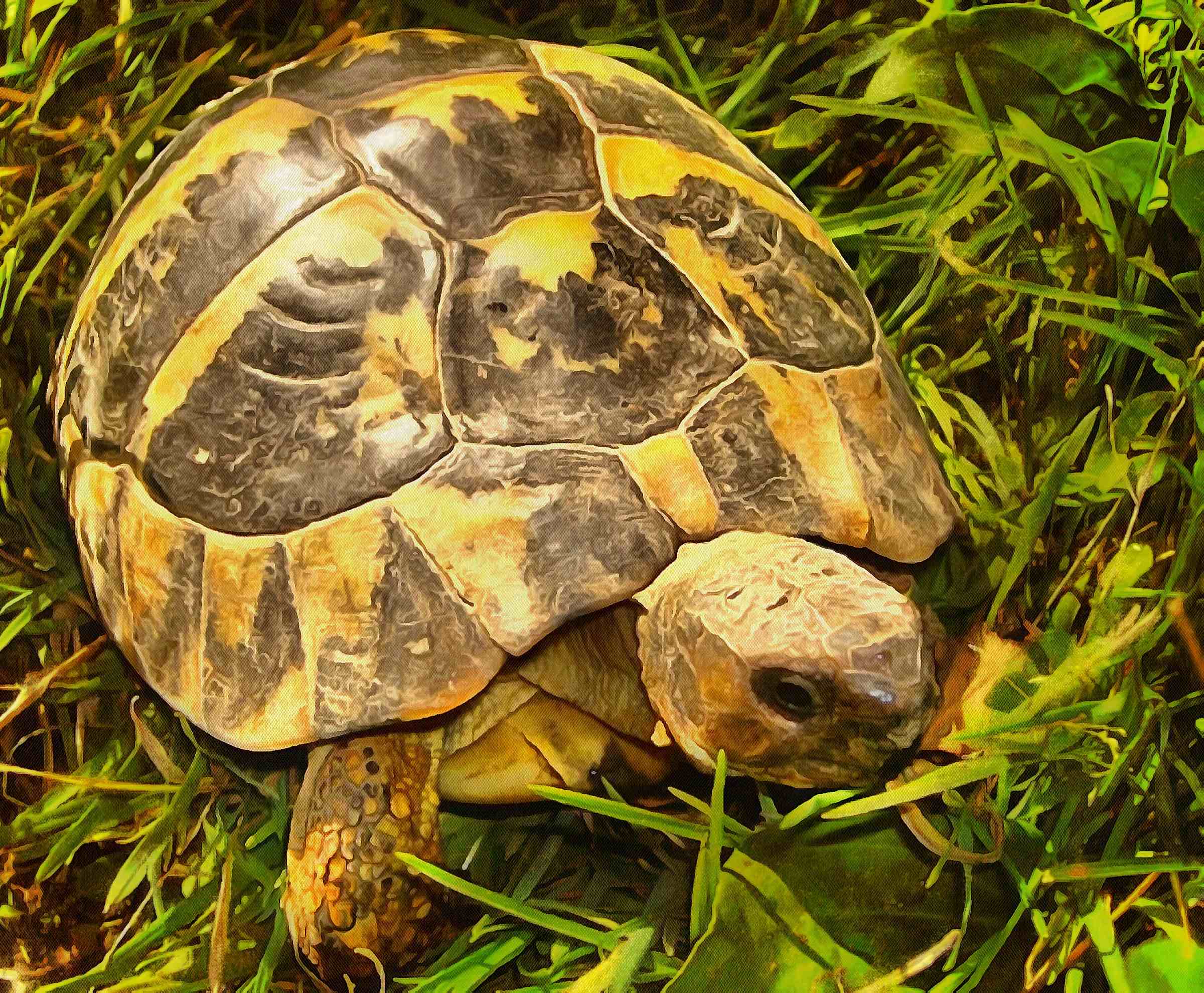 Leatherback, turtle, Turtle, Tortoise, Turtle free images,  – Turtle free images, Tortoise free , Turtle stock free images, Download free images turtles, tortoise free images, tortoise public domain images!